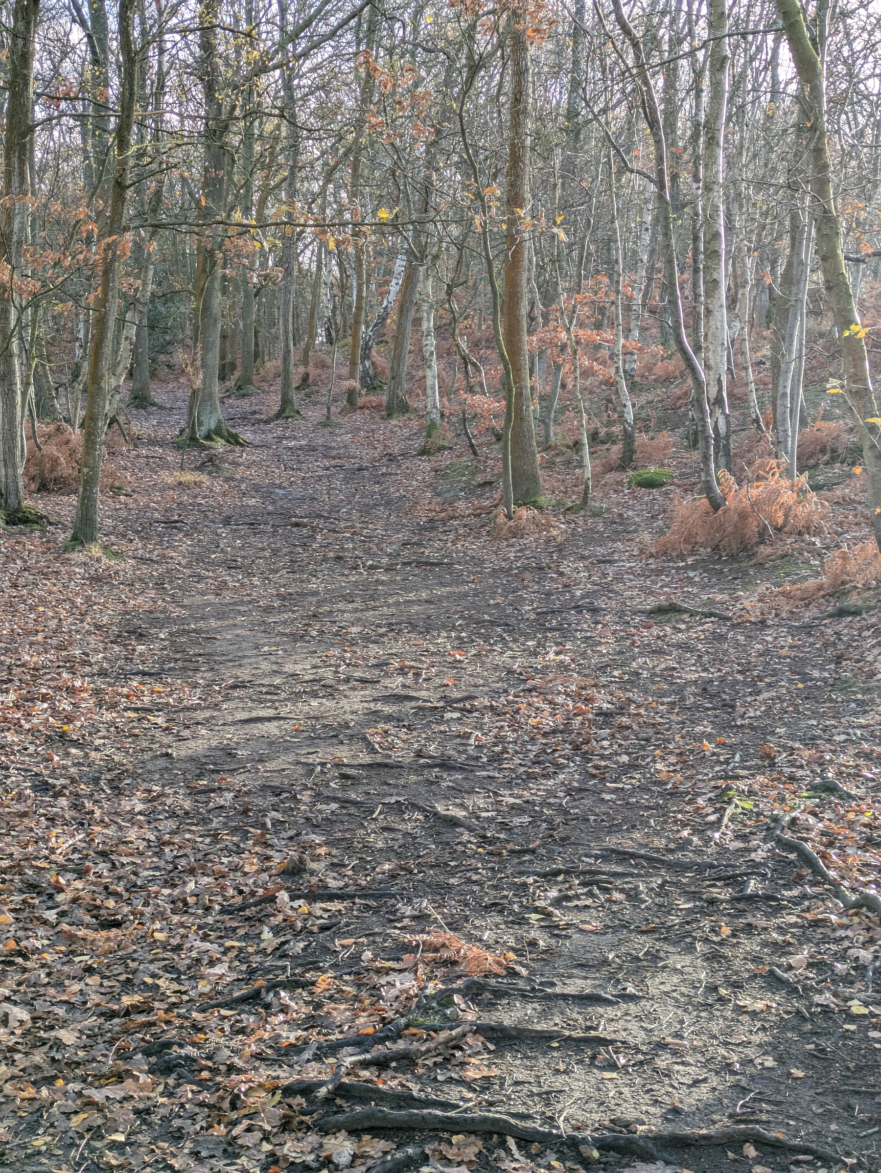 A leaf-strewn forest path winds through bare trees under a soft, overcast sky.