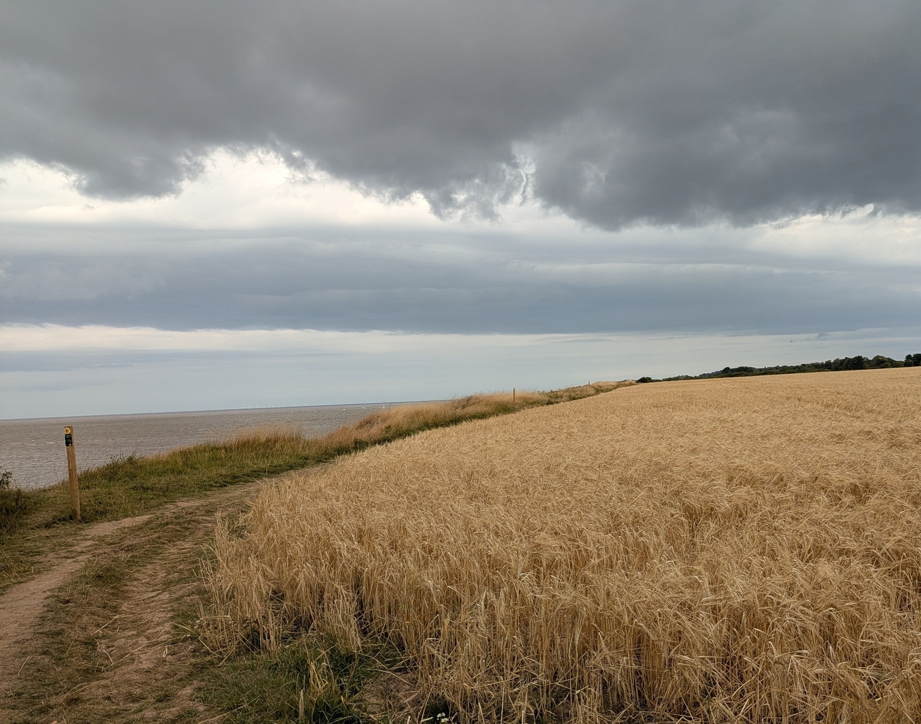 A path winds through a golden field next to the ocean under a cloudy sky.
