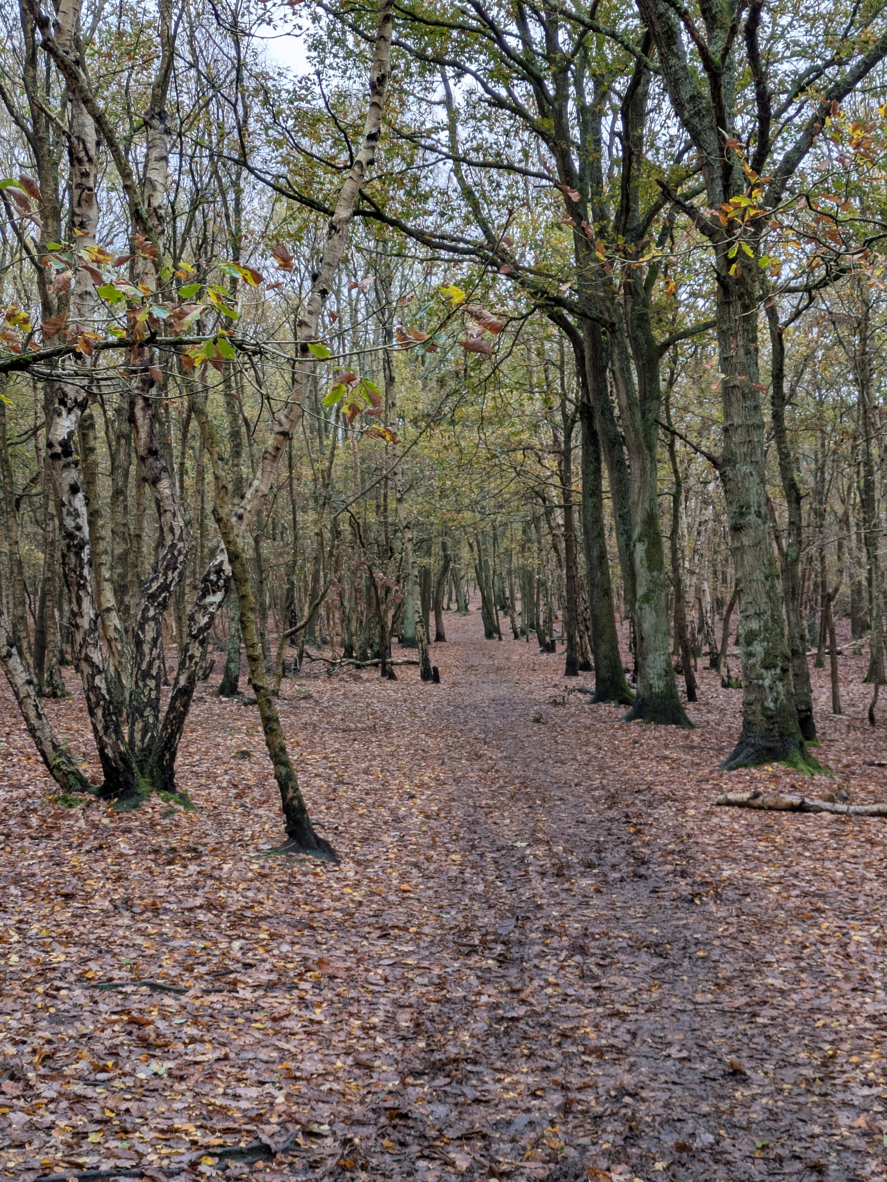 A forest path is surrounded by trees and covered with fallen leaves.