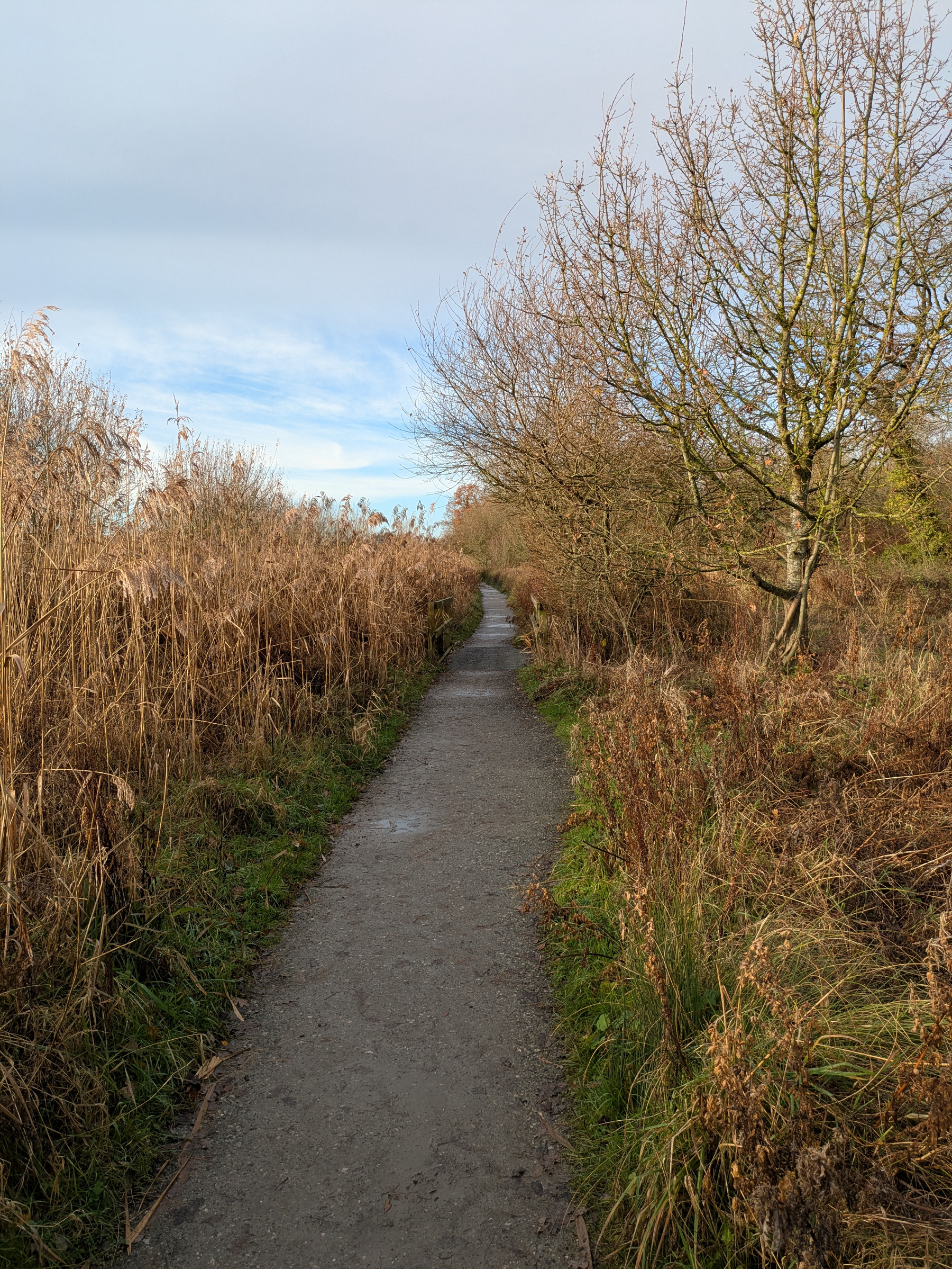 A narrow path stretches into the distance, flanked by tall grasses and leafless trees under a cloudy sky.