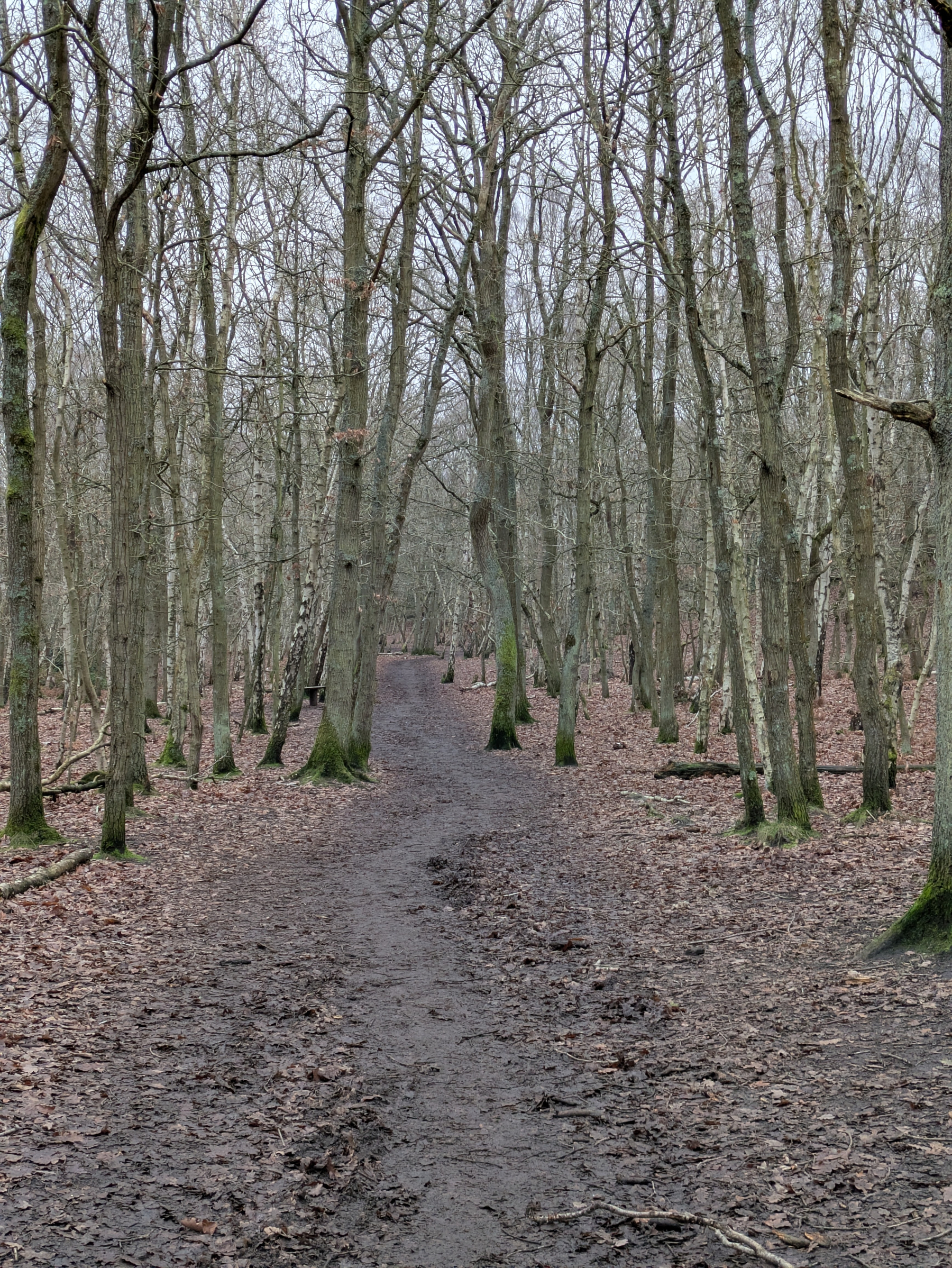 A narrow, muddy path winds through a leafless forest during early winter.