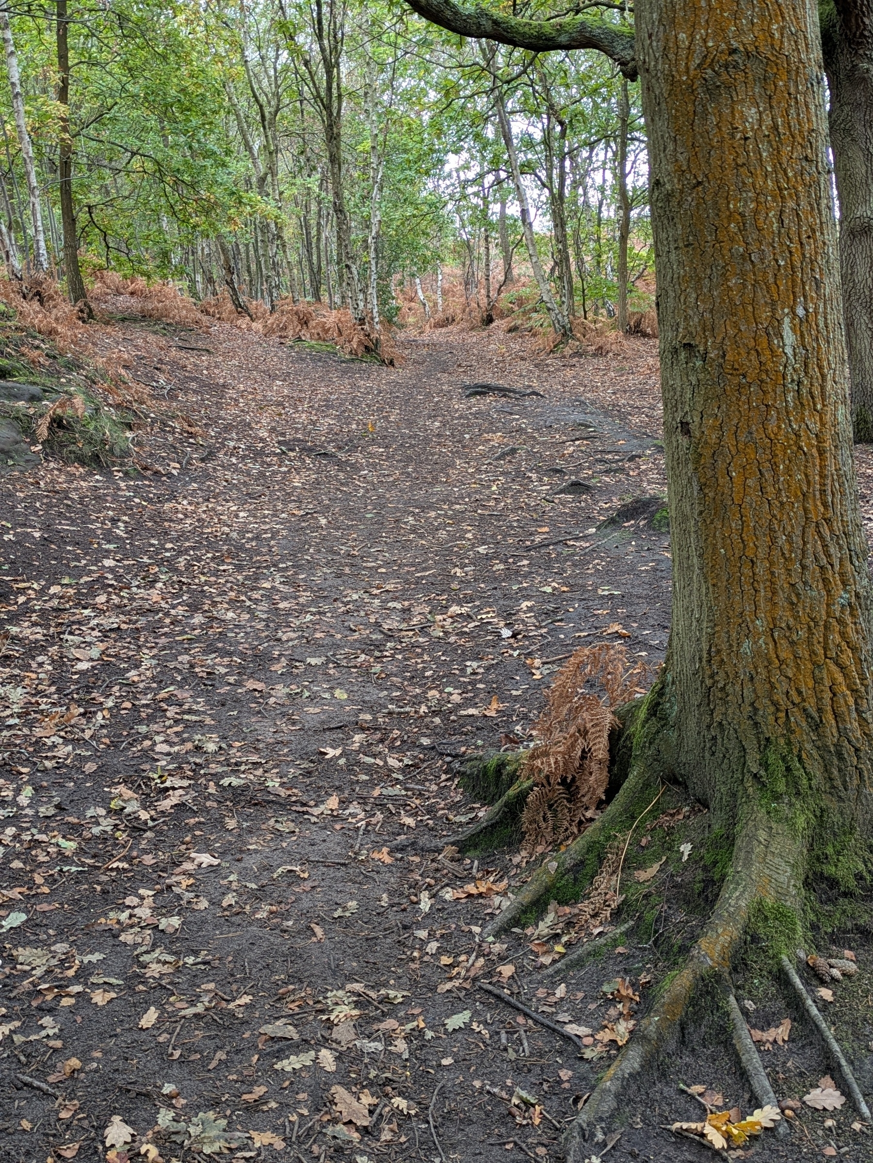 A forest path is surrounded by trees and scattered leaves.