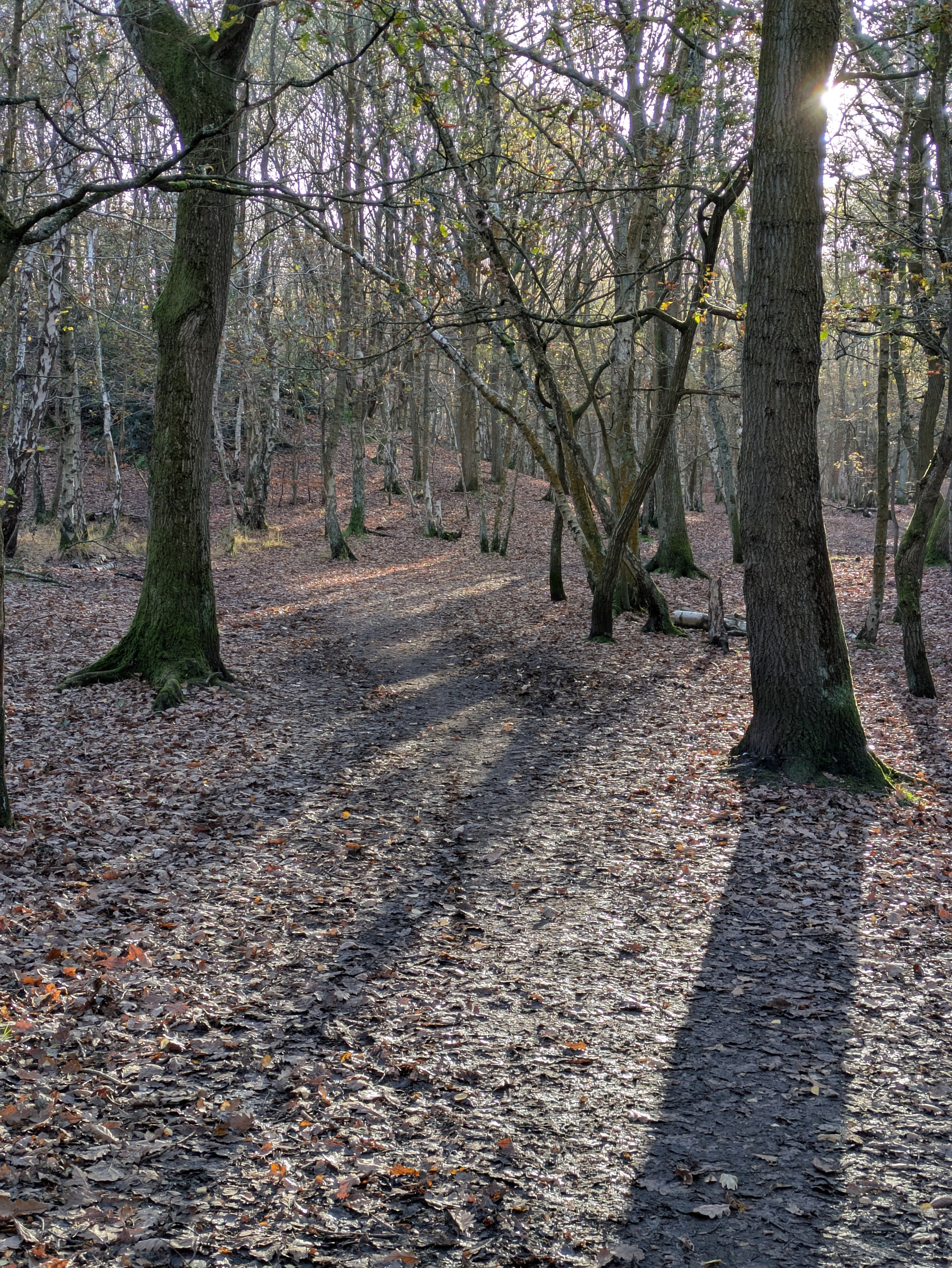 A forest path is surrounded by tall trees and dappled sunlight filters through the branches, casting long shadows on the ground.