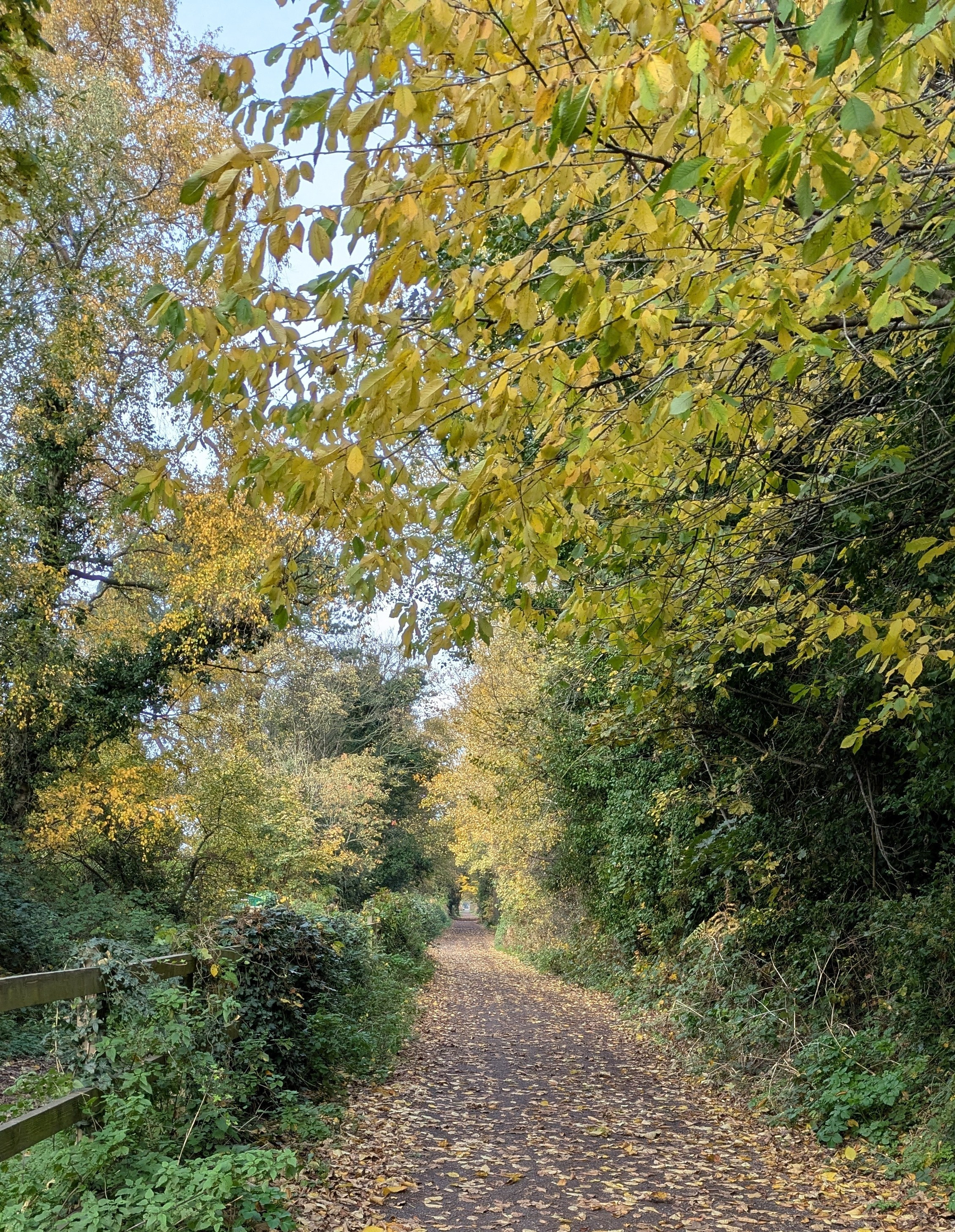 A tranquil path winds through a forest adorned with lush greenery and golden autumn leaves.
