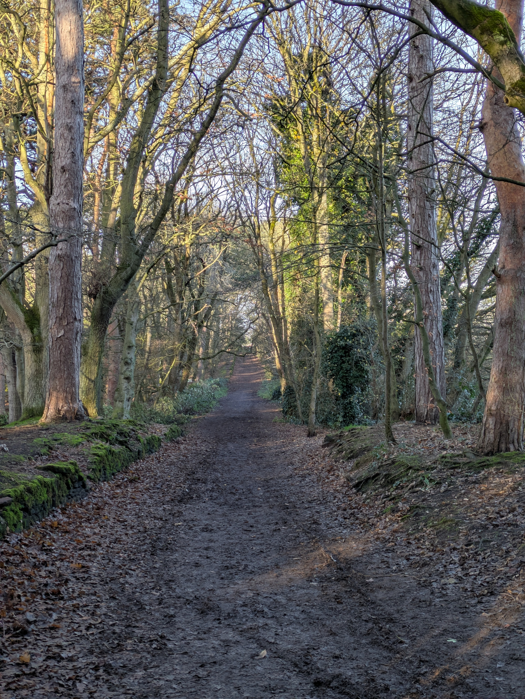 A narrow dirt path winds through a forest with tall trees and scattered leaves on the ground.