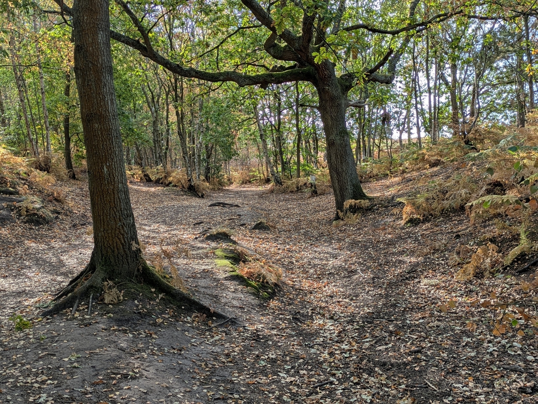 A wooded area with trees, scattered leaves on the ground, and sunlight filtering through the branches.