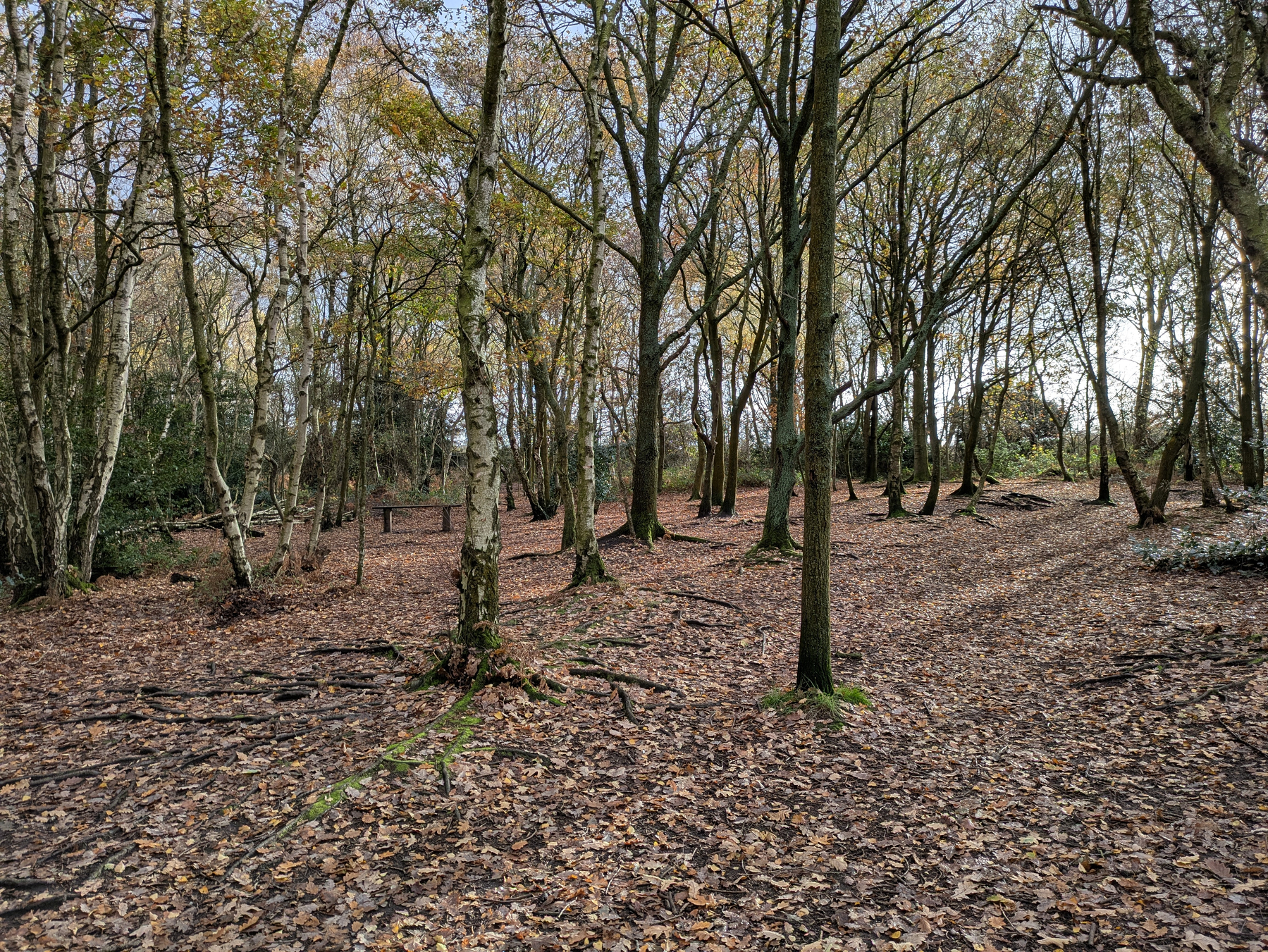 A forest scene features tall trees with scattered leaves covering the ground in a natural setting.