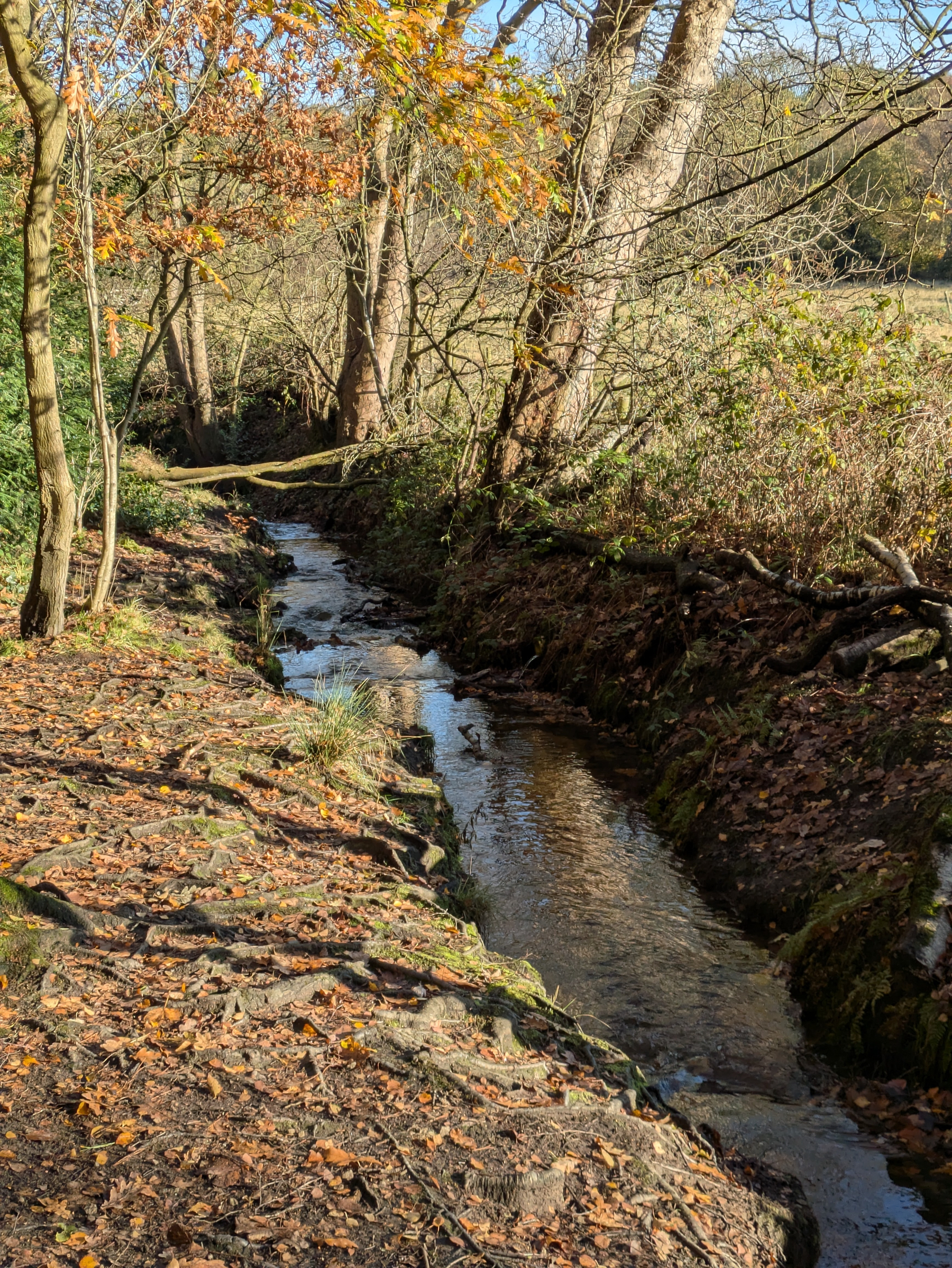 A narrow stream flows through a woodland area with trees and fallen autumn leaves lining its banks.