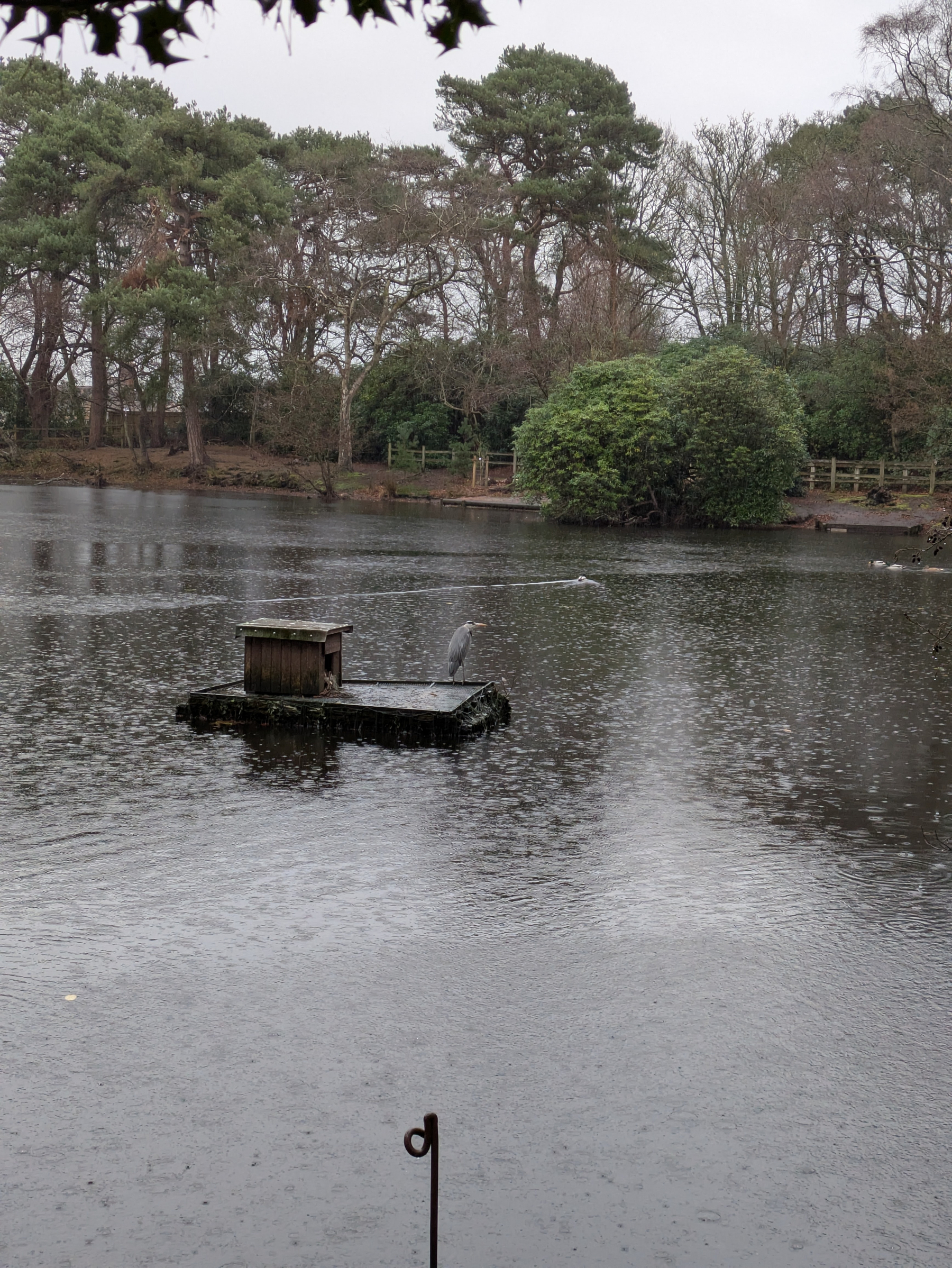 A bird is perched on a platform in the middle of a tranquil lake surrounded by trees.
