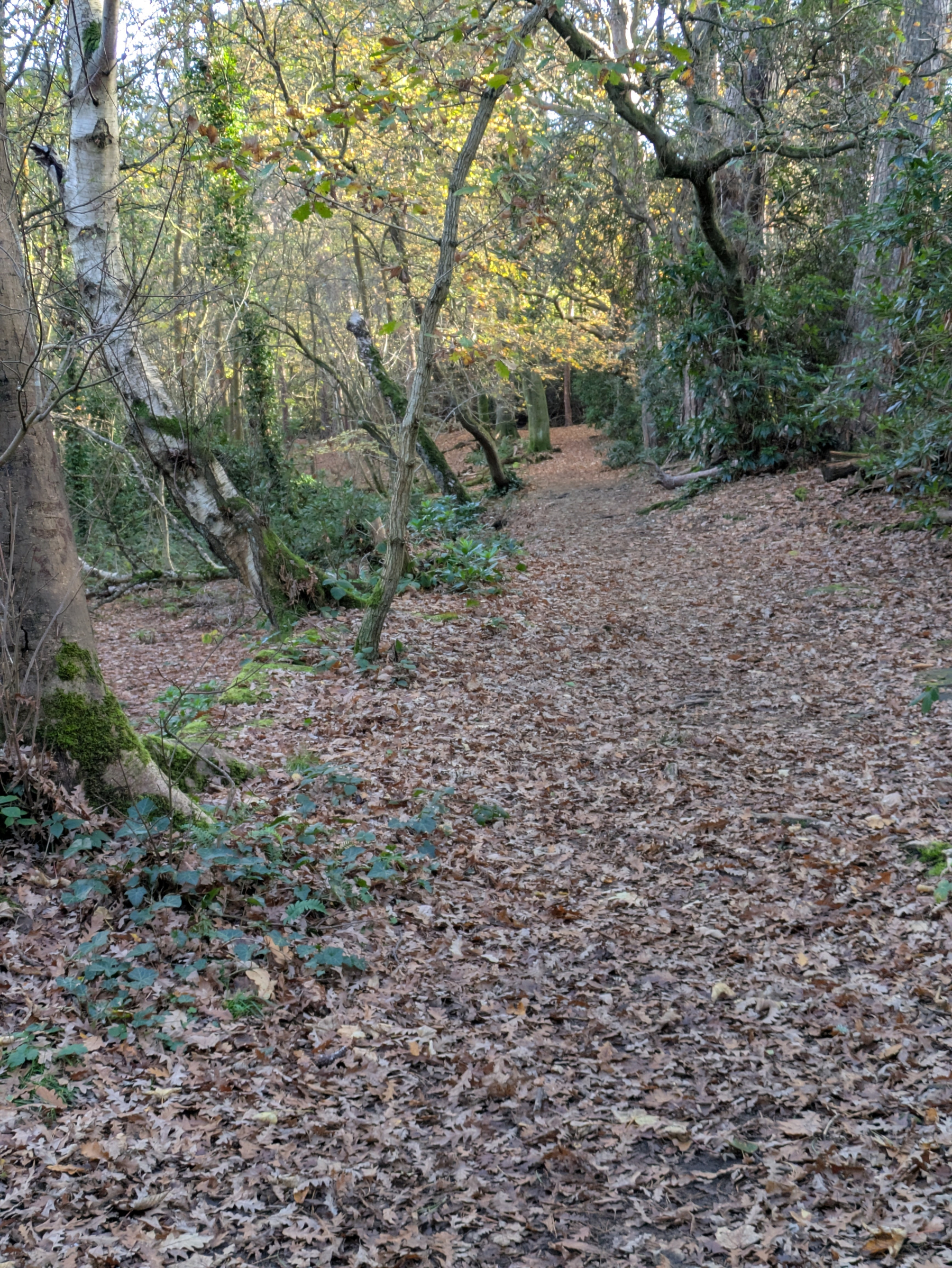 A forest path covered in fallen leaves winds through trees with dappled sunlight filtering through the branches.