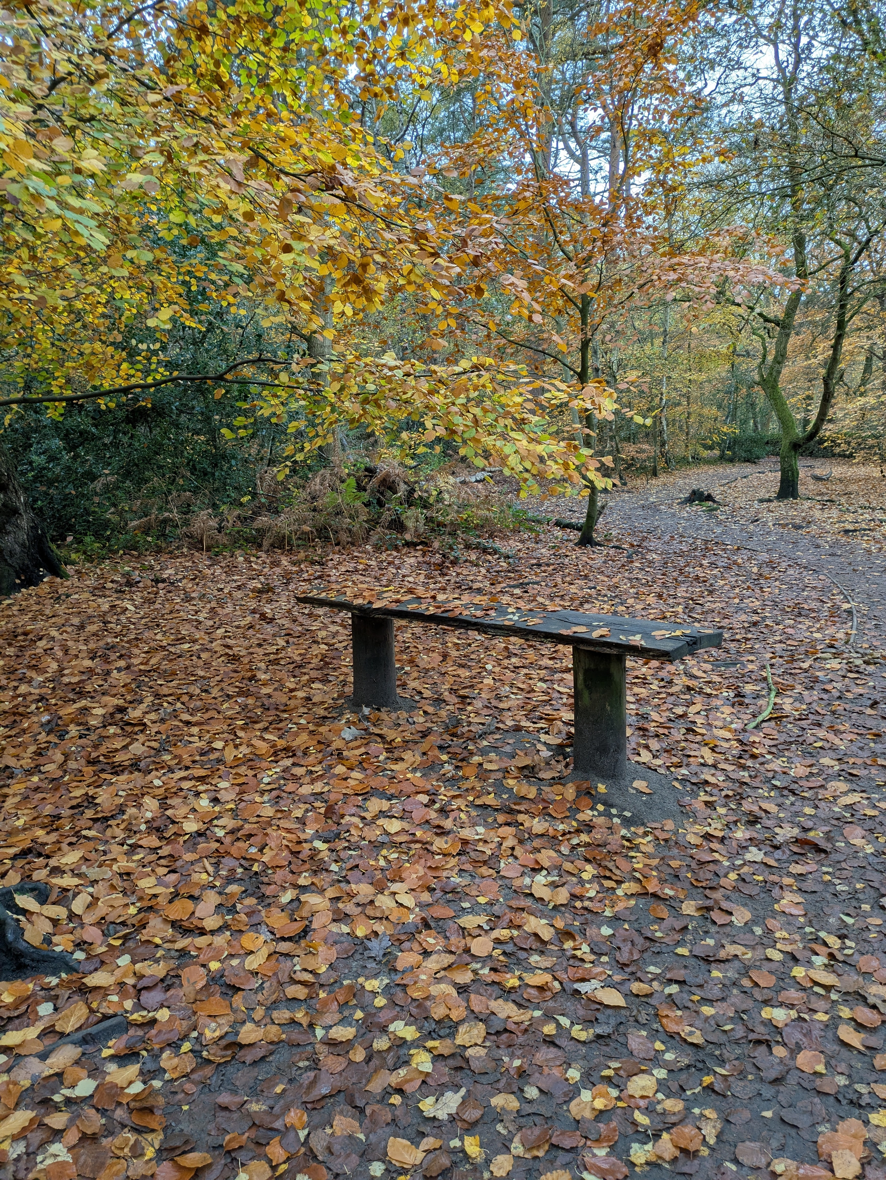 A wooden bench is surrounded by a scenic forest path blanketed with autumn leaves.