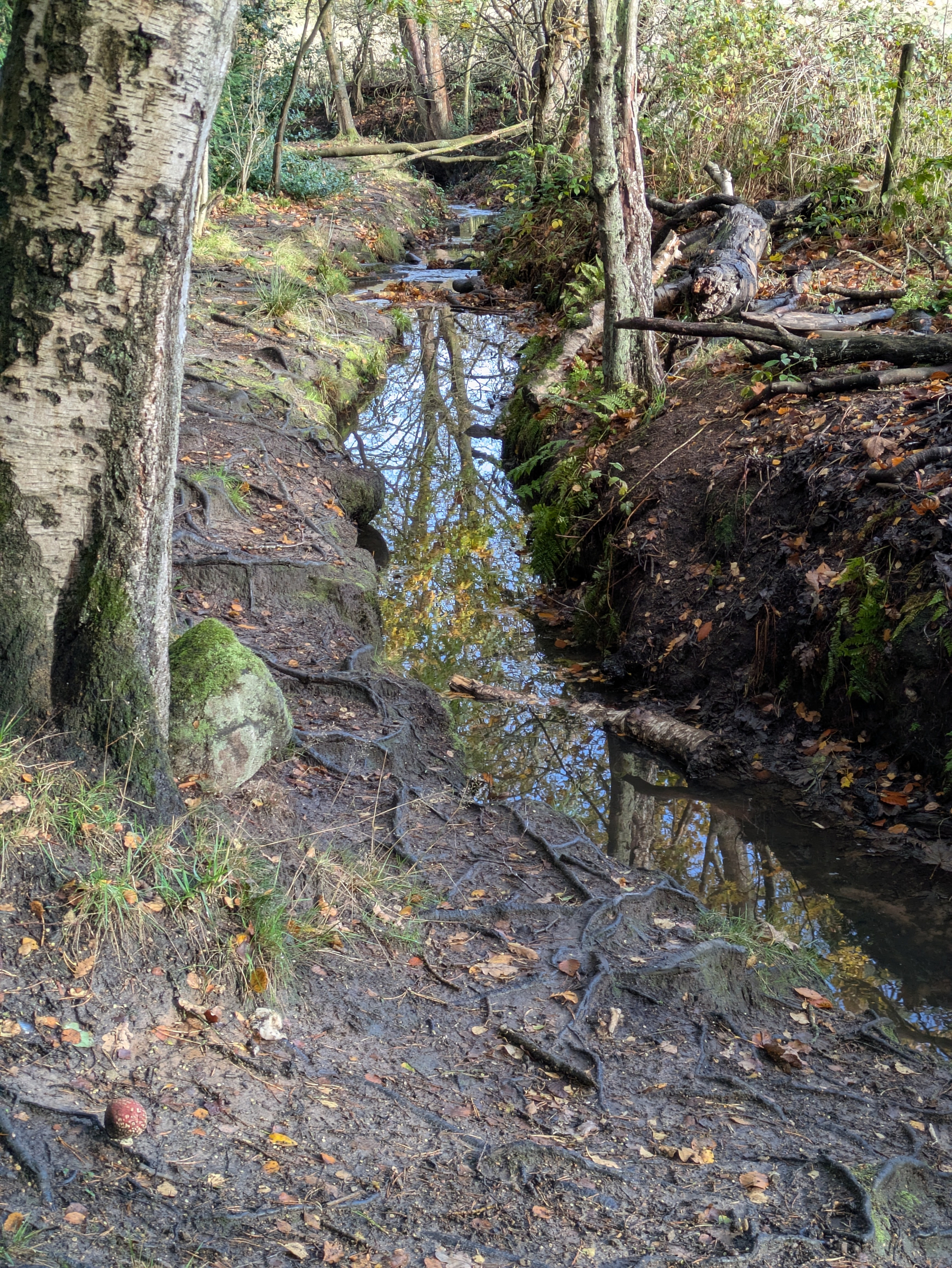 A narrow, tranquil stream winds through a forest, bordered by trees and scattered with autumn leaves.
