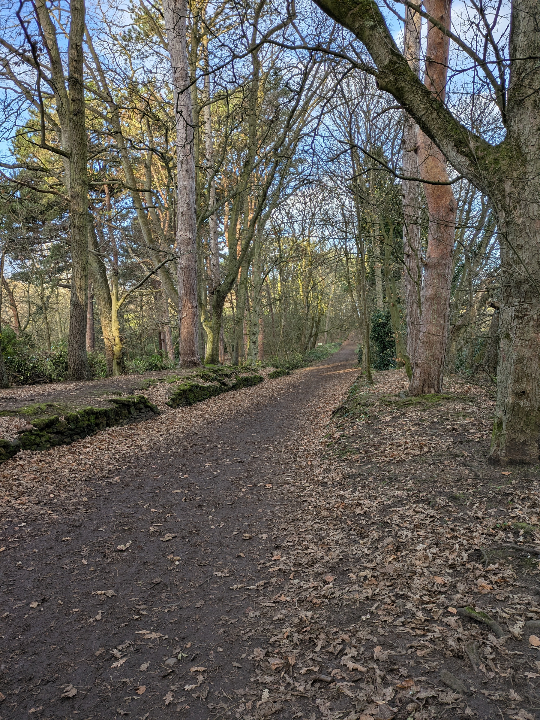 A dirt path winds through a peaceful forest with tall trees and fallen leaves scattered on the ground.