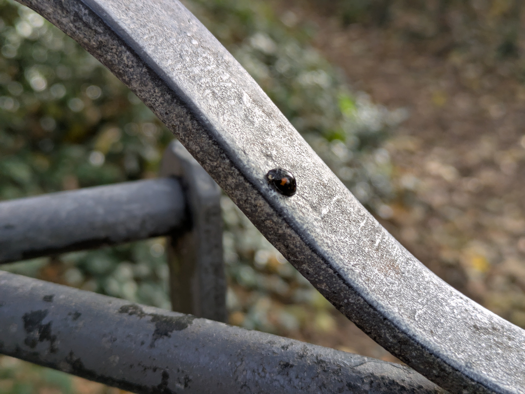 A small black beetle with a red marking is perched on a textured, curved metal surface outdoors.