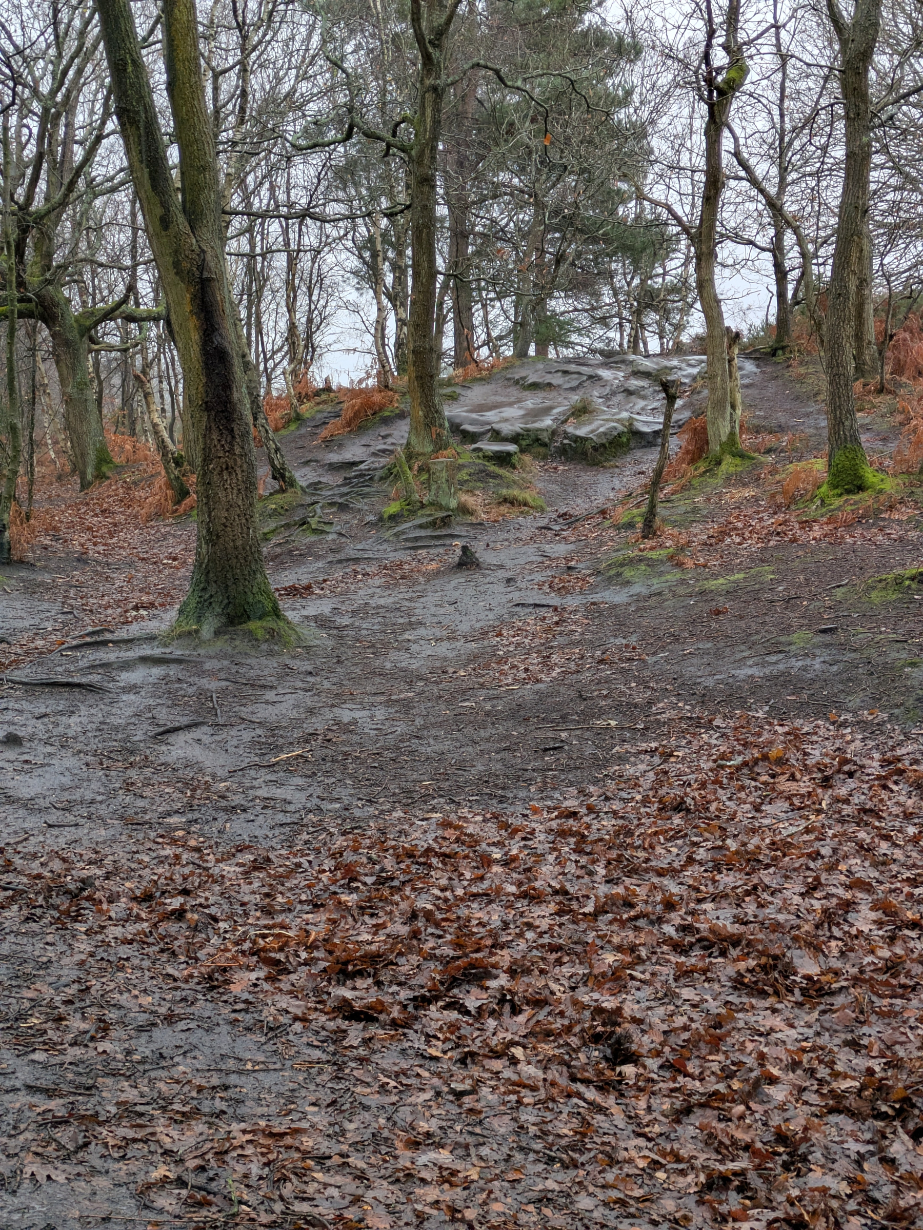 A muddy forest path is surrounded by leafless trees and scattered autumn leaves.