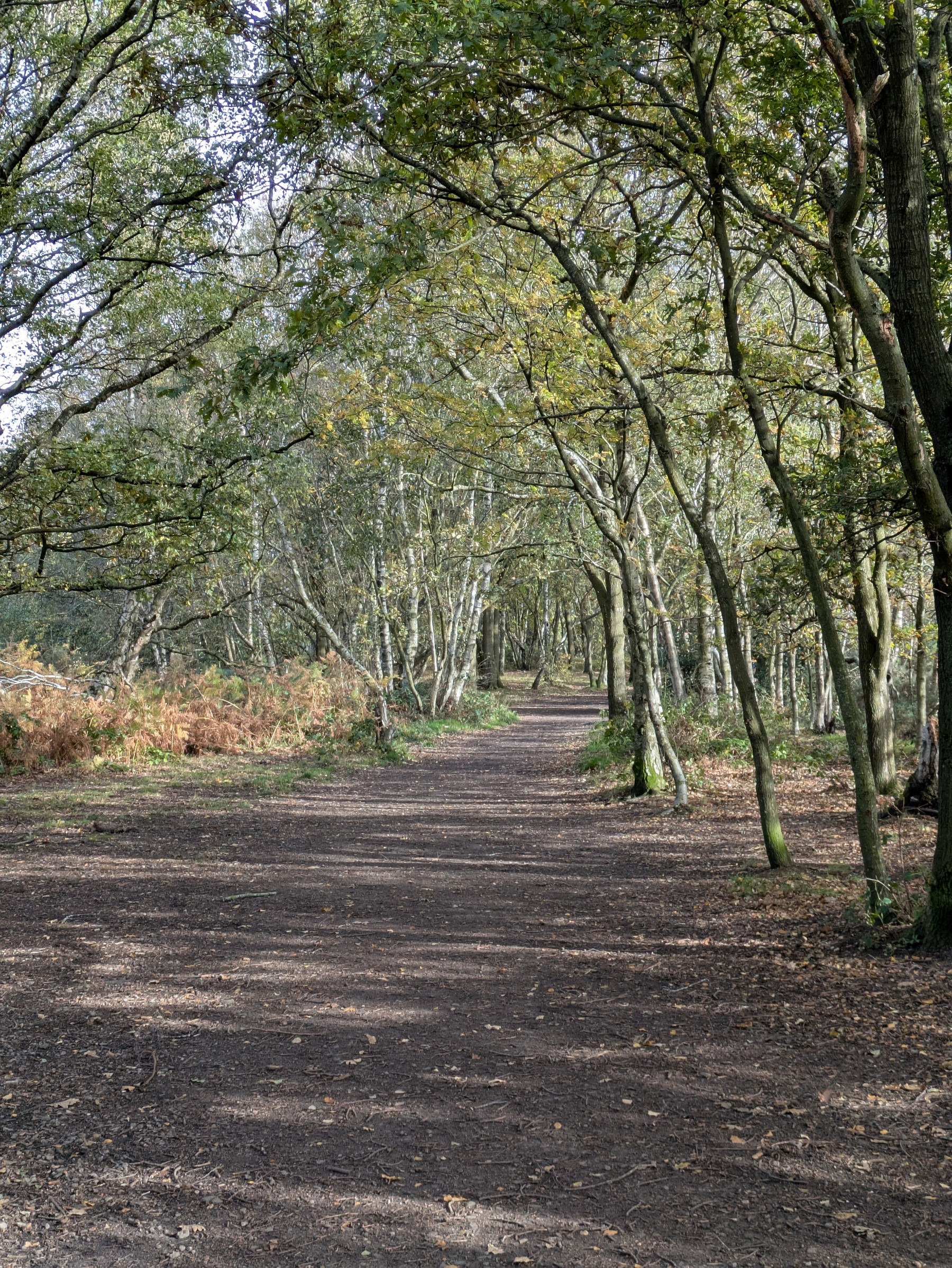 A dirt path winds through a forest with trees arching overhead and sunlight filtering through the leaves.