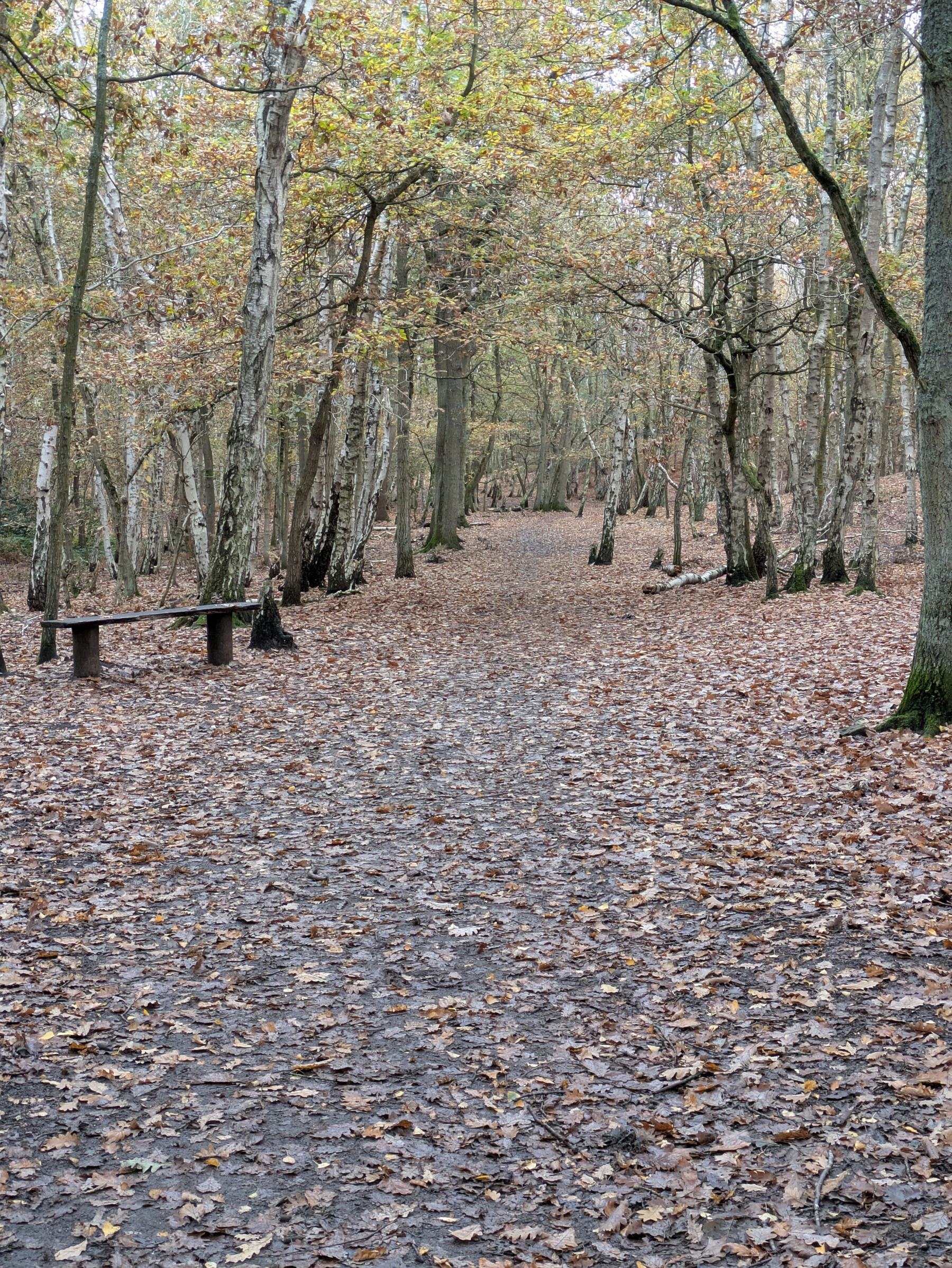A forest path covered with fallen leaves stretches through trees with bare branches, accompanied by a solitary bench on the side.
