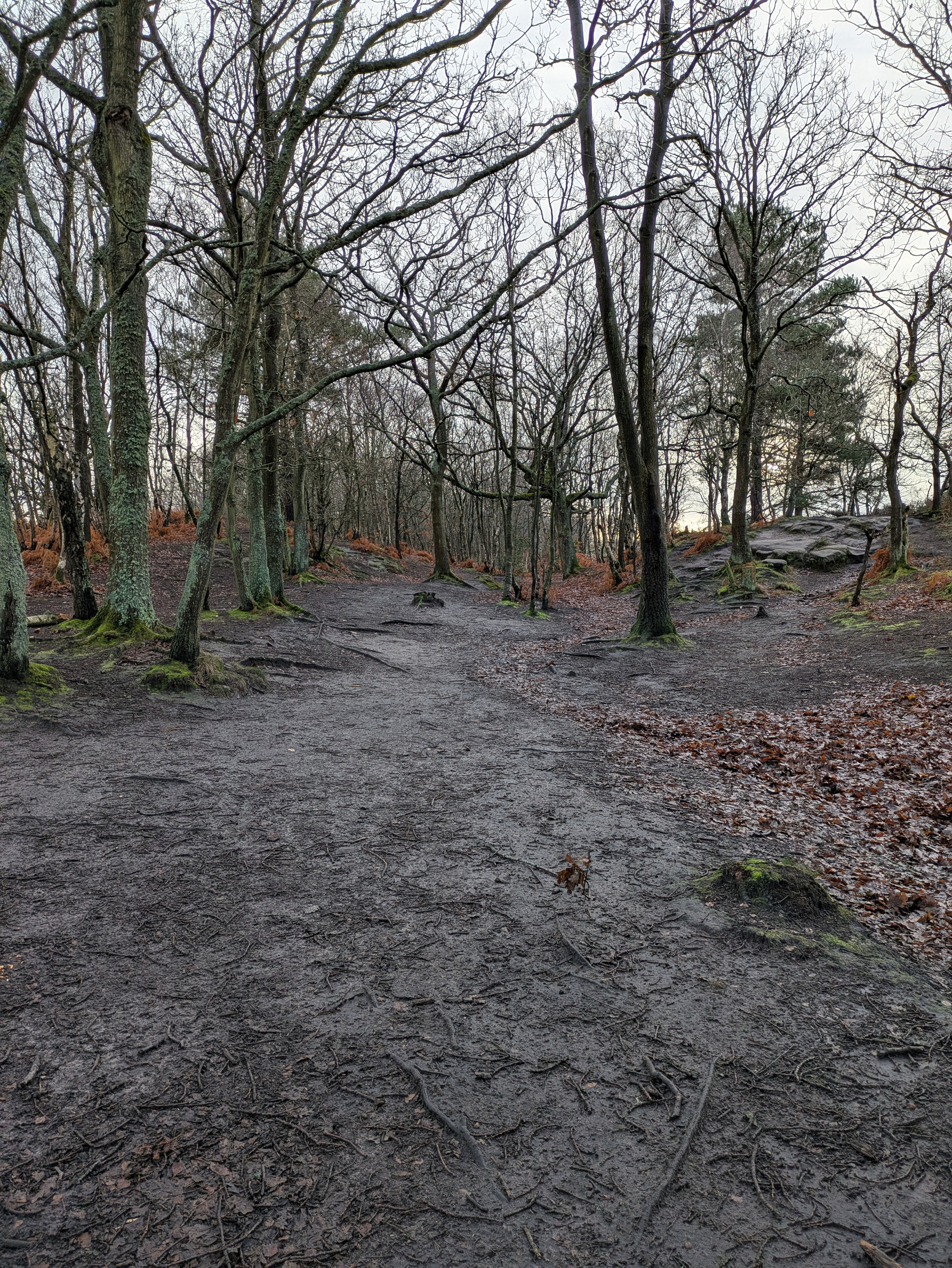A muddy forest path is surrounded by leafless trees and patches of fallen leaves.