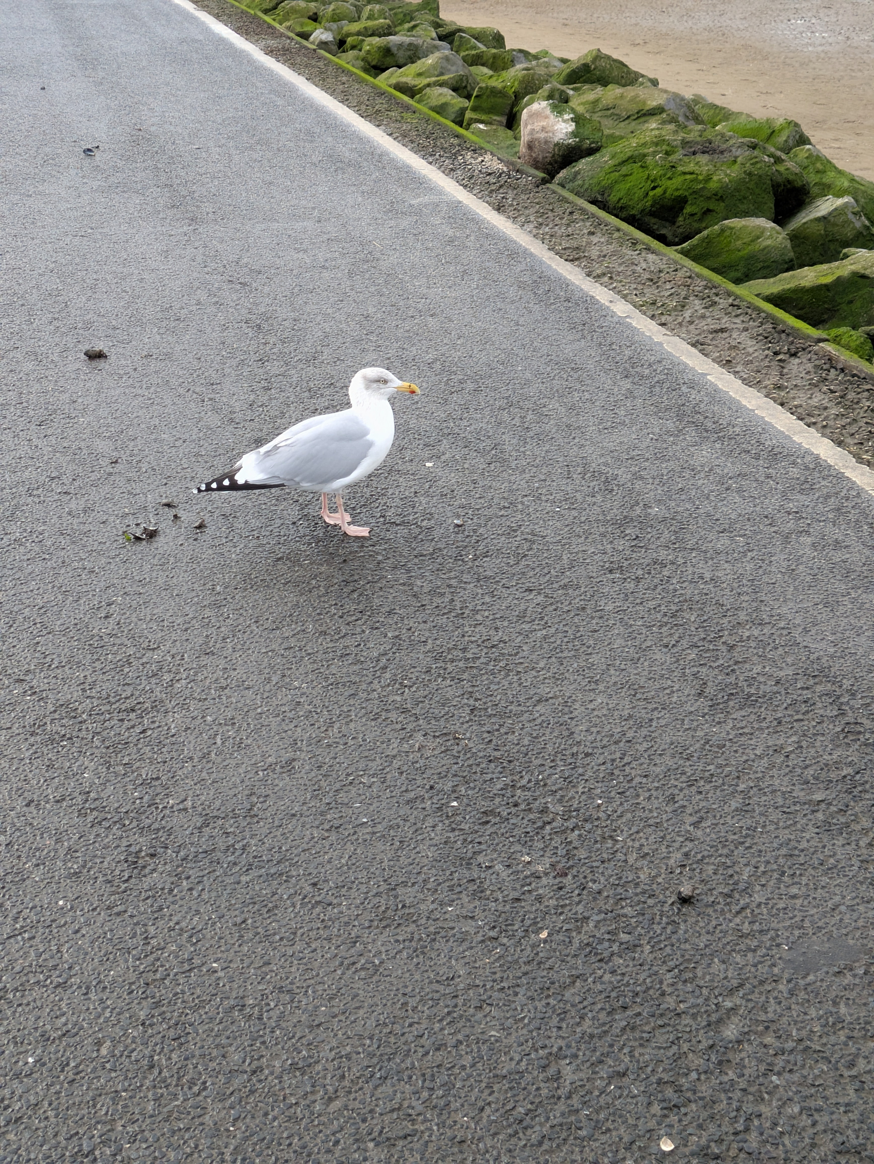 A seagull stands on a paved road next to a bank of moss-covered rocks.