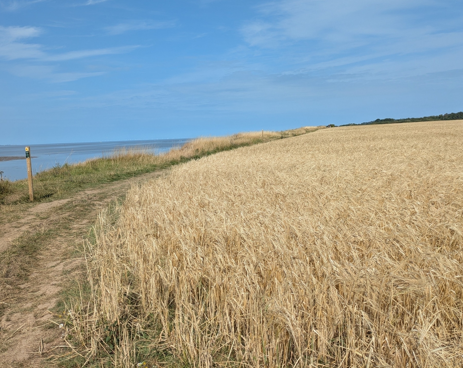 A golden wheat field is bordered by a dirt path under a clear blue sky near the coastline.