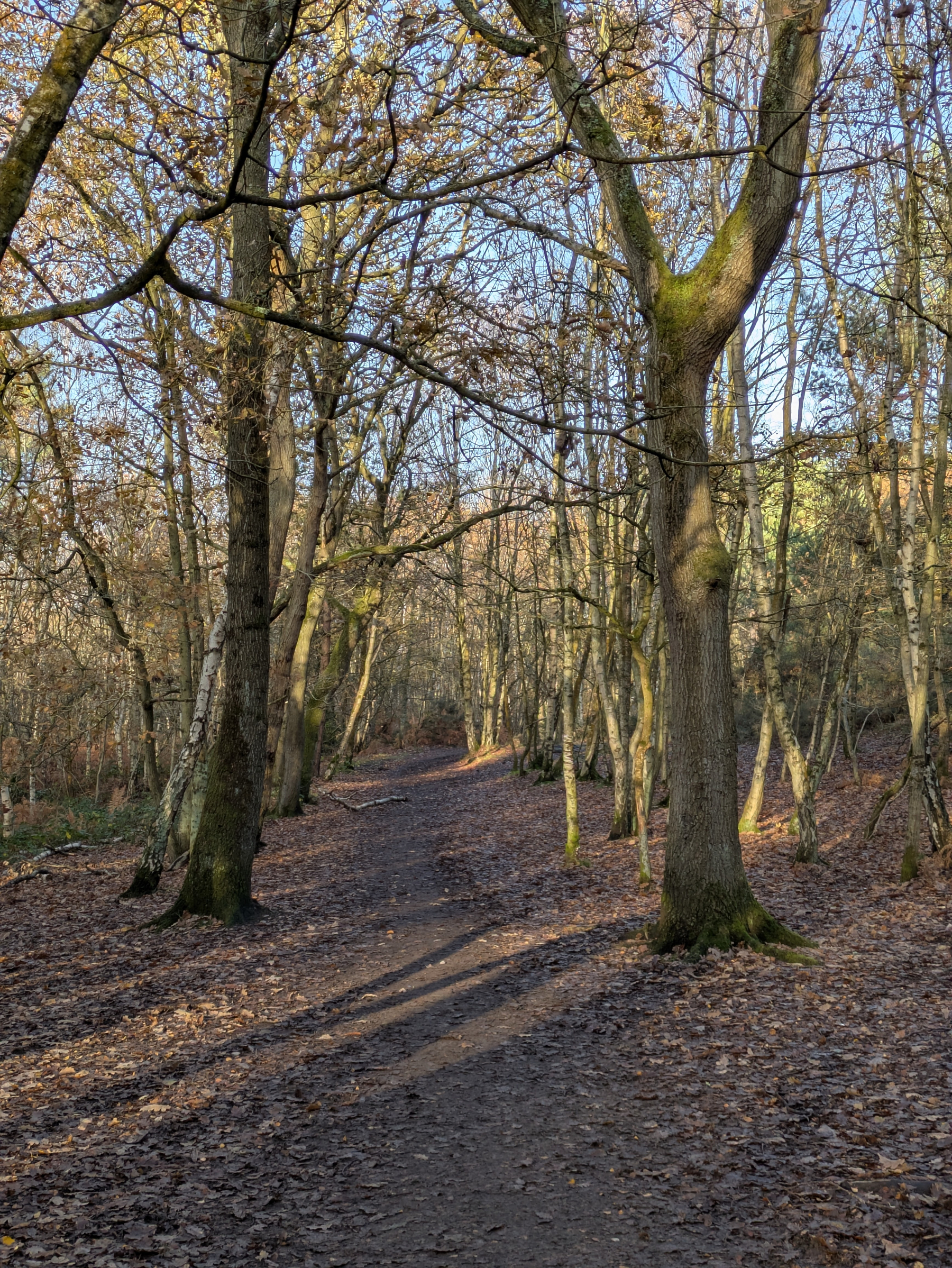 A tranquil forest path is surrounded by leafless trees and a carpet of fallen leaves.