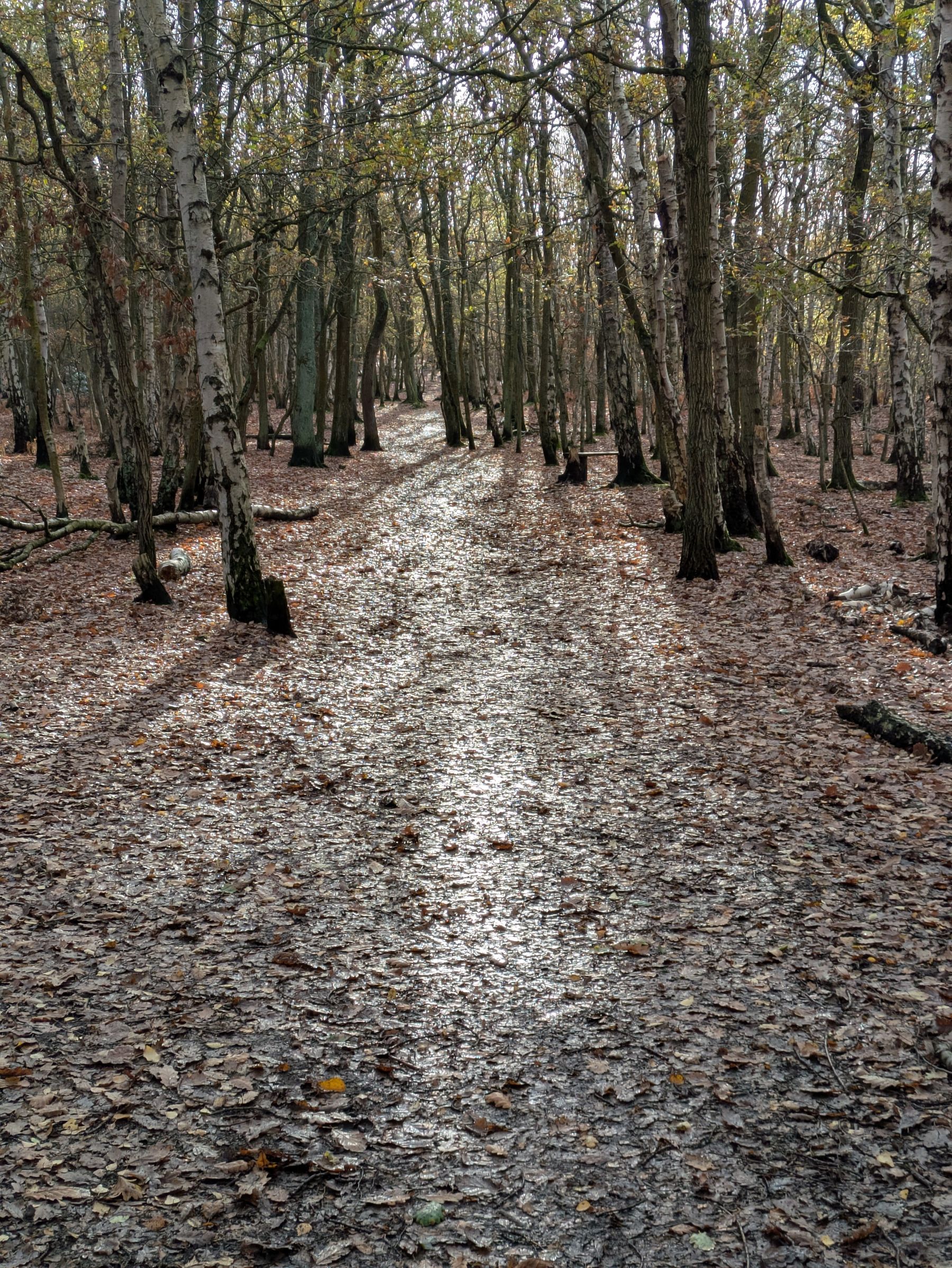 A path covered in fallen leaves winds through a forest with tall trees.