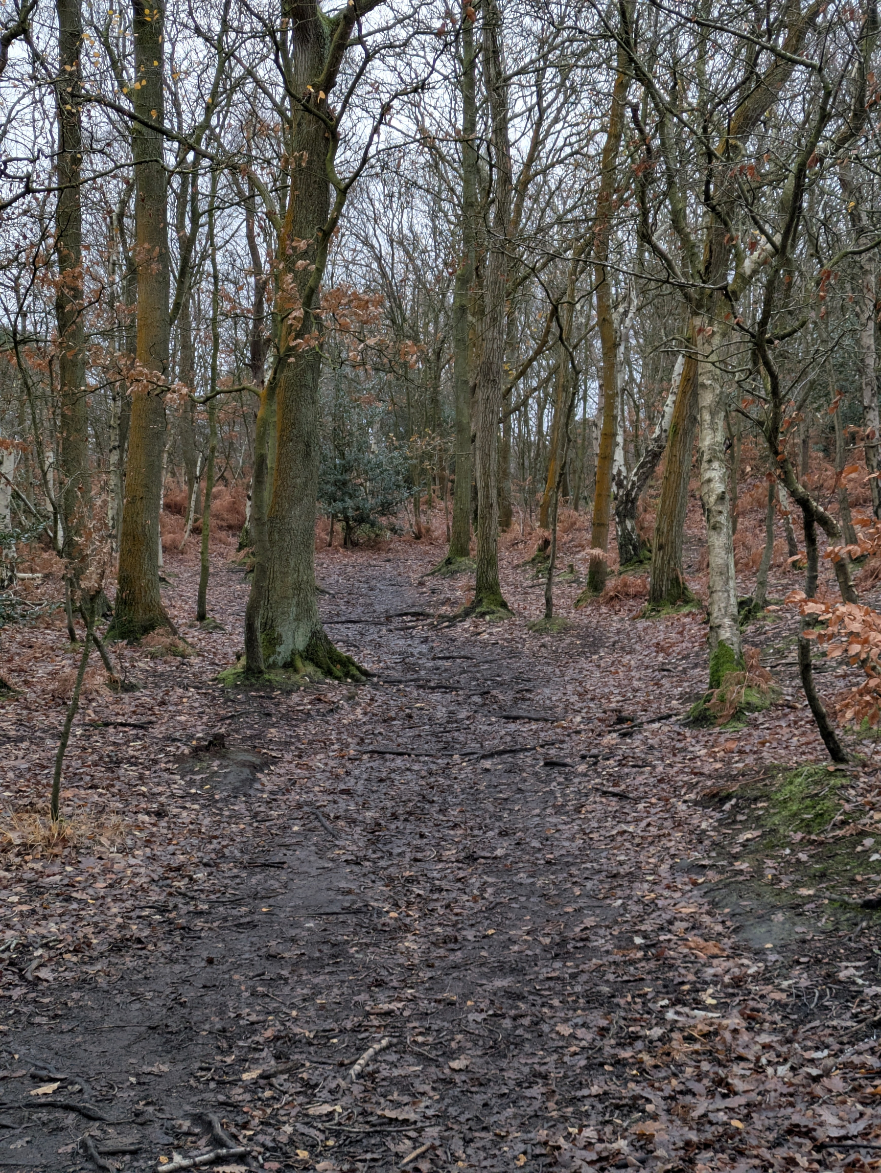 A narrow path winds through a forest with tall, leafless trees and a carpet of fallen leaves.