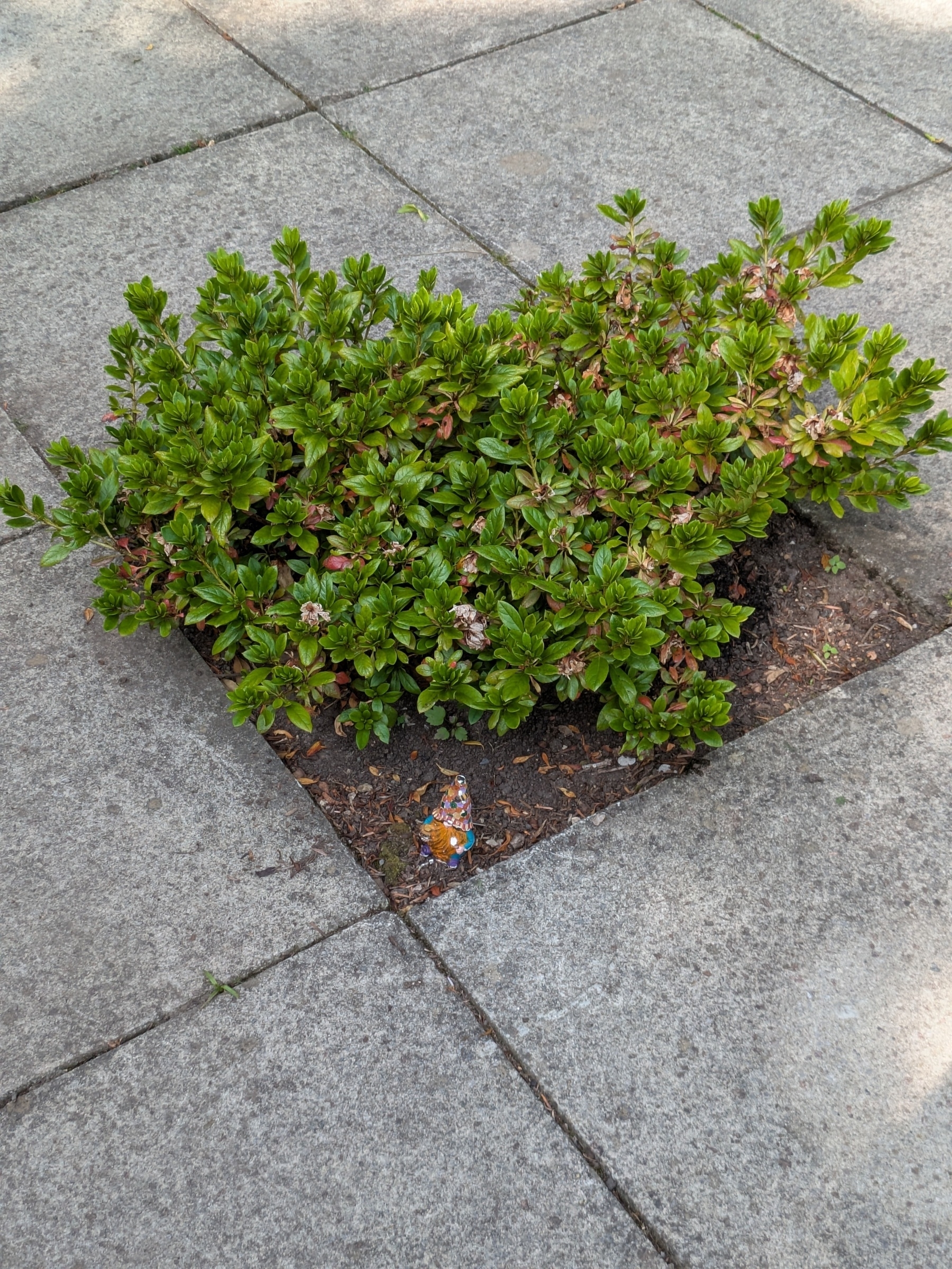 A small shrub is growing in a square cutout in a concrete sidewalk.