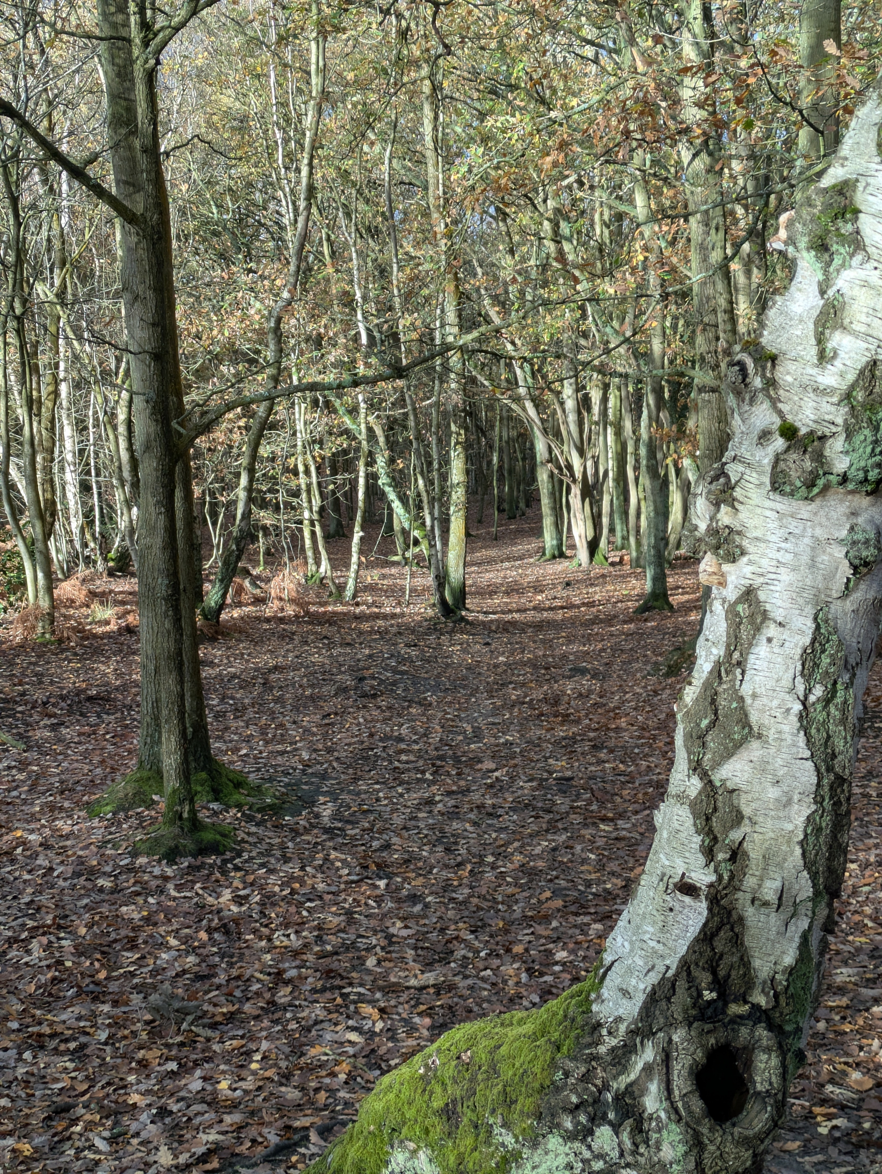 A wooded pathway is surrounded by trees with fallen leaves covering the ground and a tree trunk in the foreground.