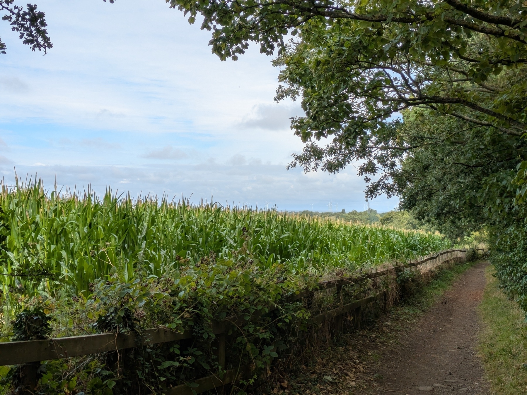 A dirt path runs beside a lush cornfield, with trees providing shade overhead.
