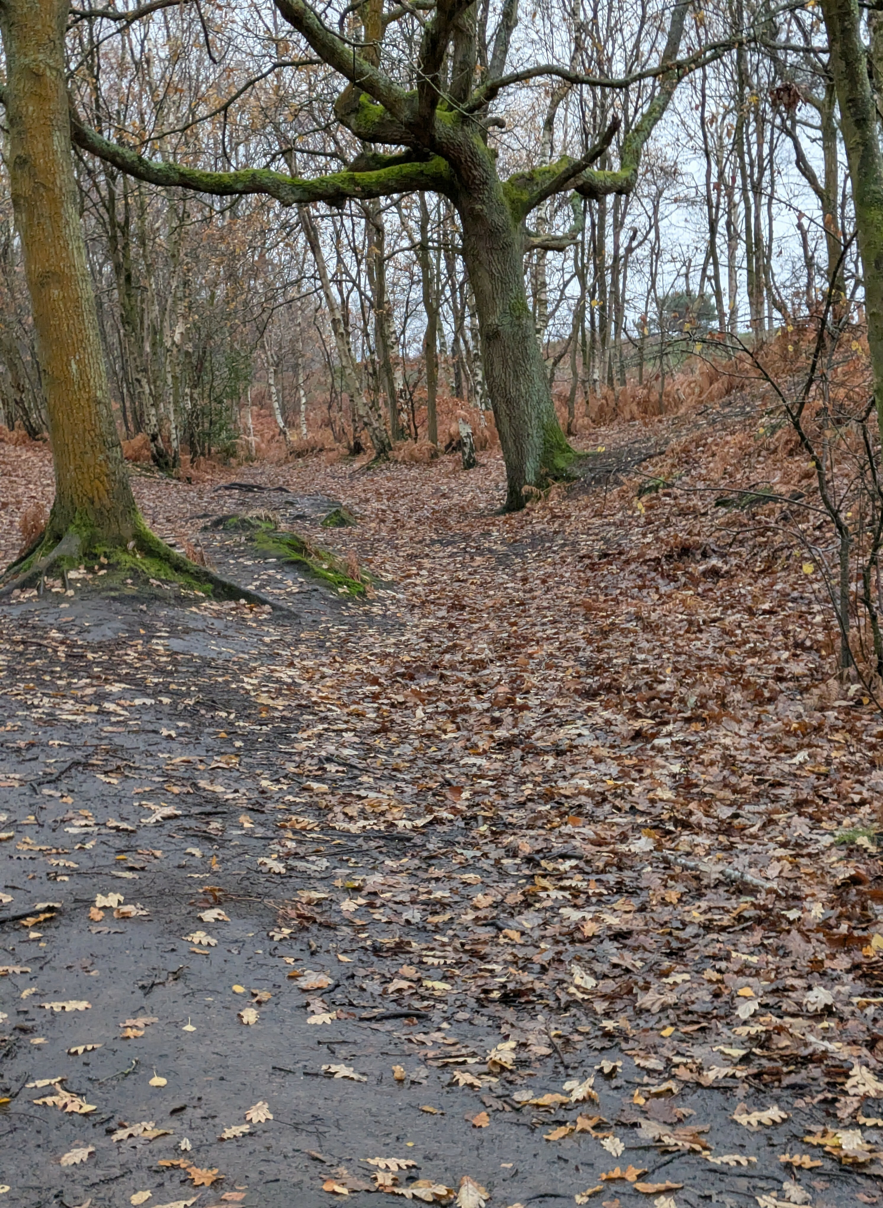 A wooded path is covered with fallen leaves, surrounded by bare trees.