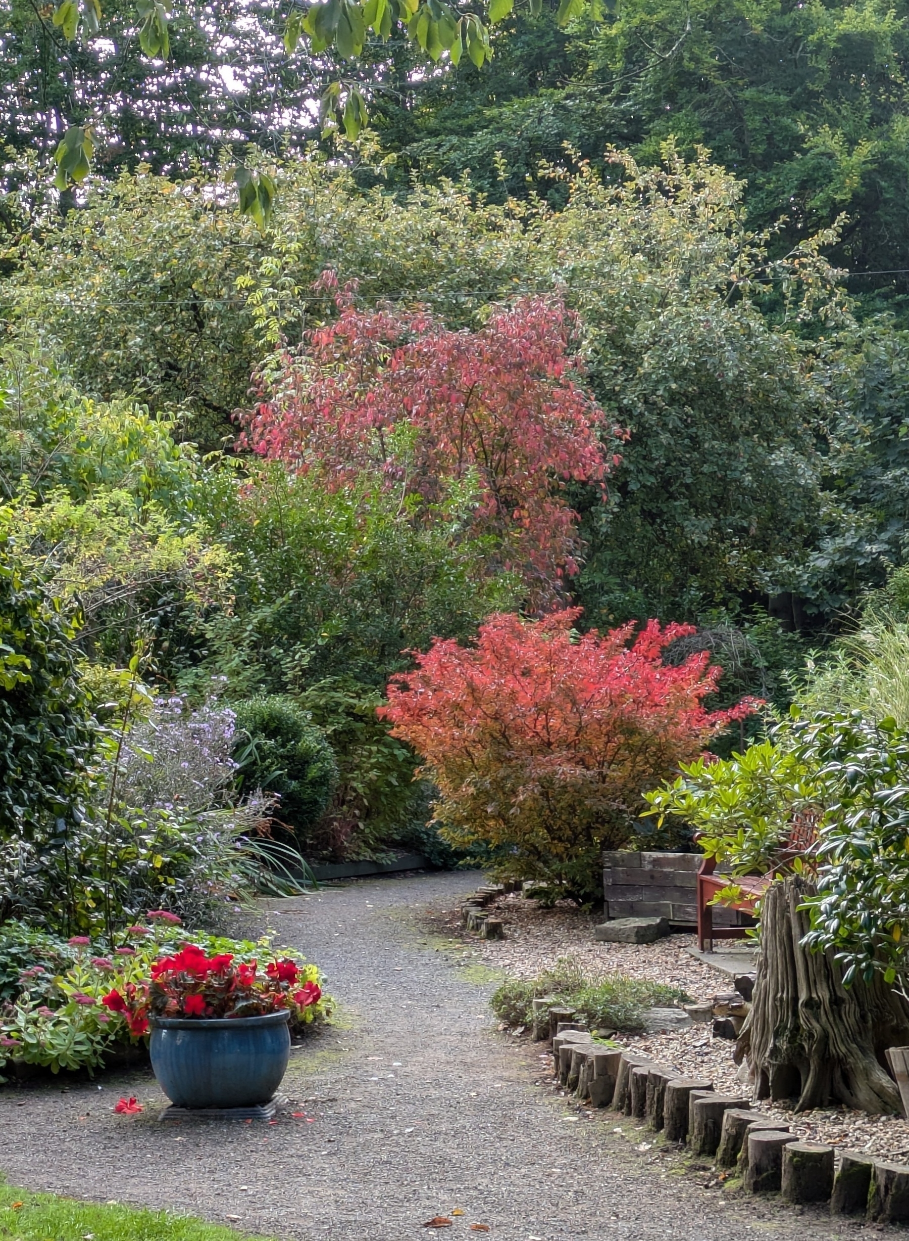 A picturesque garden scene features a gravel path winding through lush greenery and vibrant red foliage, with a large blue pot filled with red flowers in the foreground.
