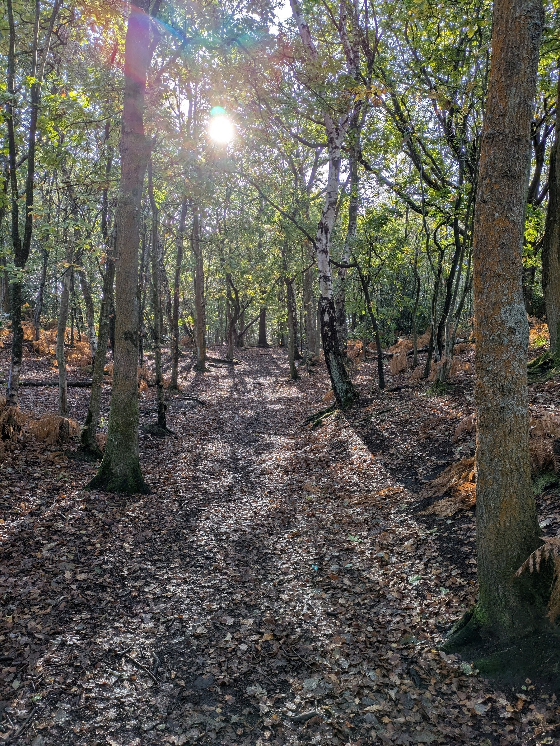 Sunlight filters through a forest, casting shadows on a leaf-covered path surrounded by tall trees.