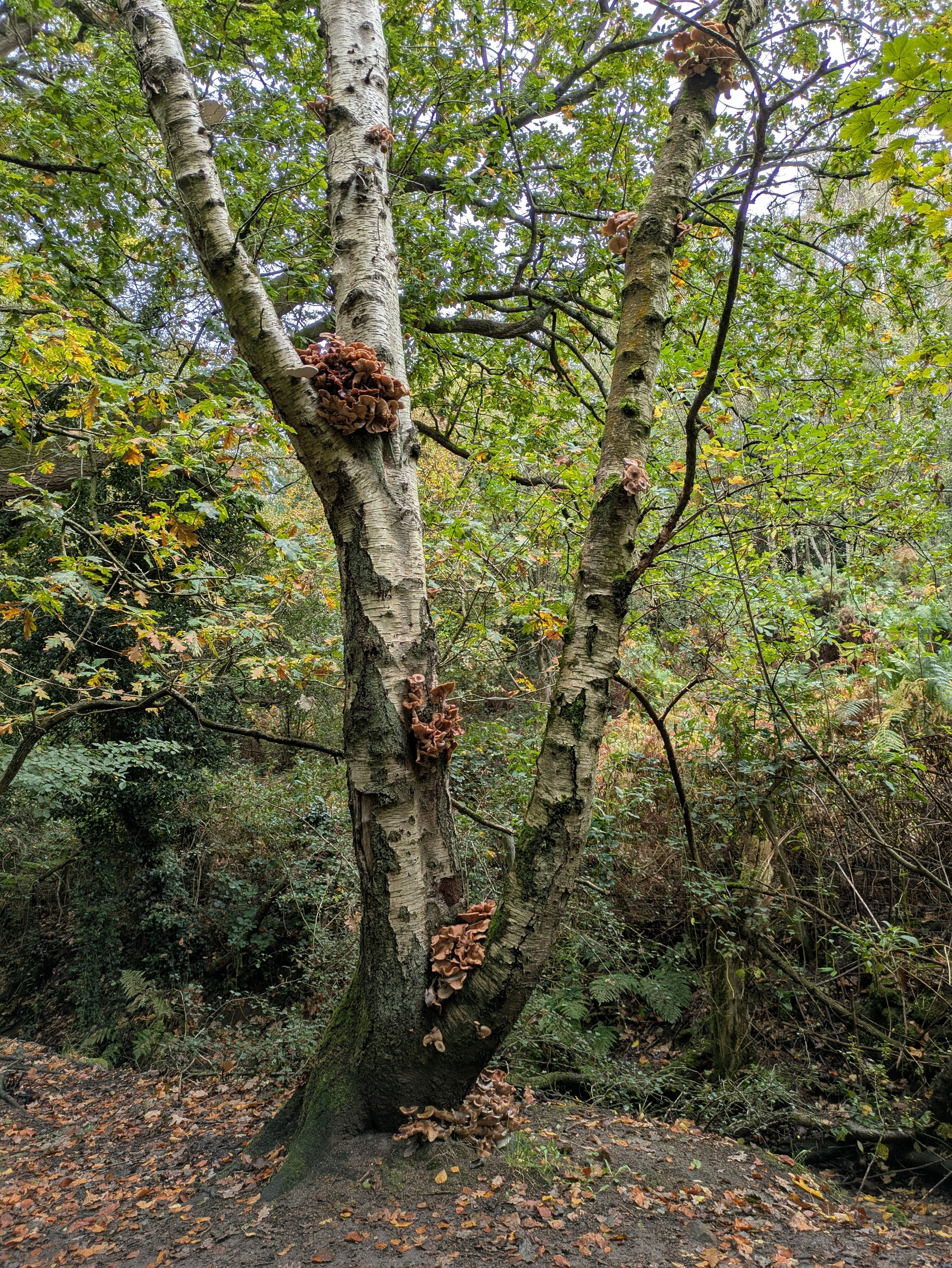 A tree with a bifurcated trunk and mushrooms growing on it stands surrounded by dense greenery and fallen leaves.
