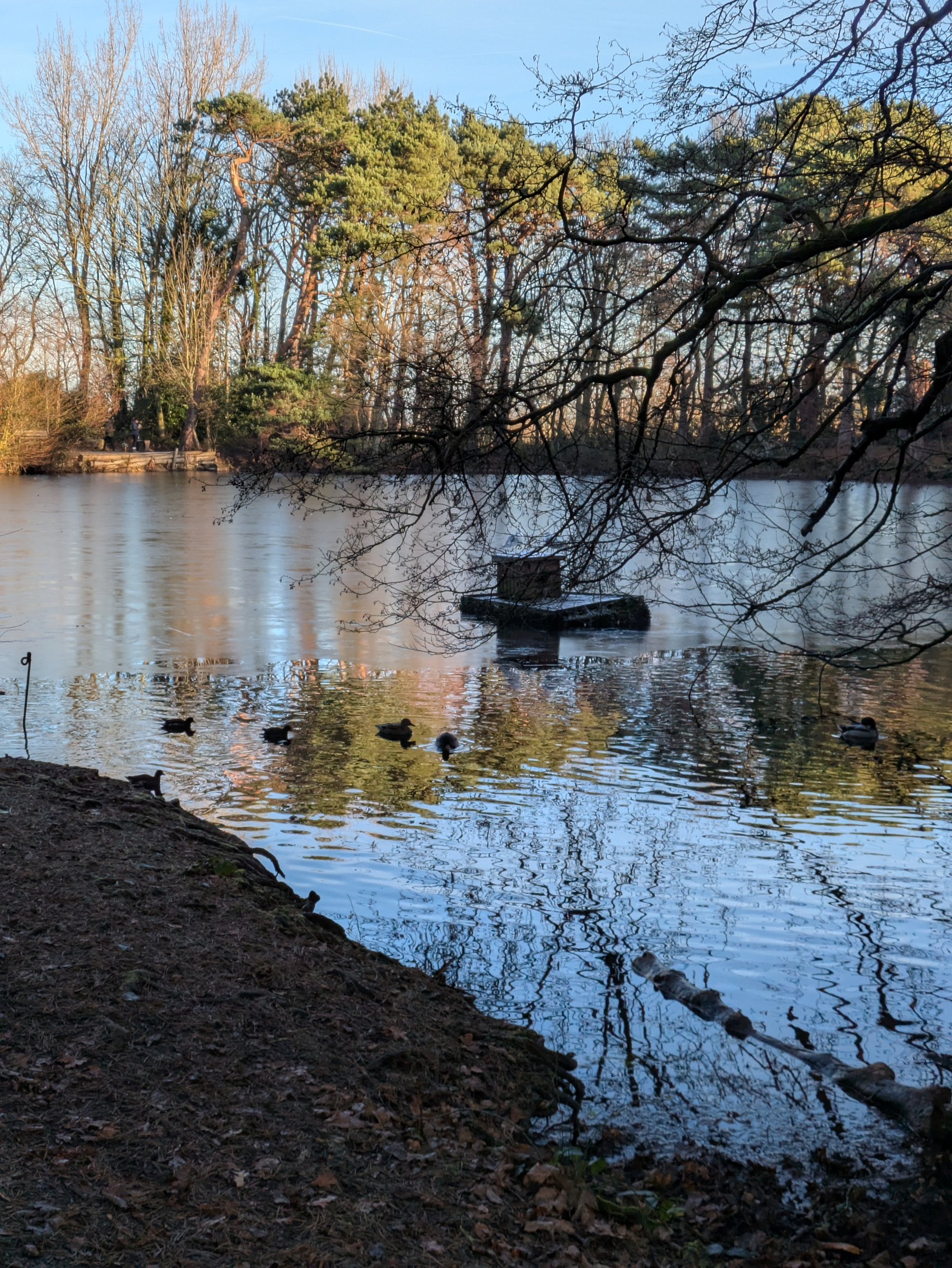 A serene pond surrounded by trees, with ducks swimming near the shoreline and a branch extending over the water.