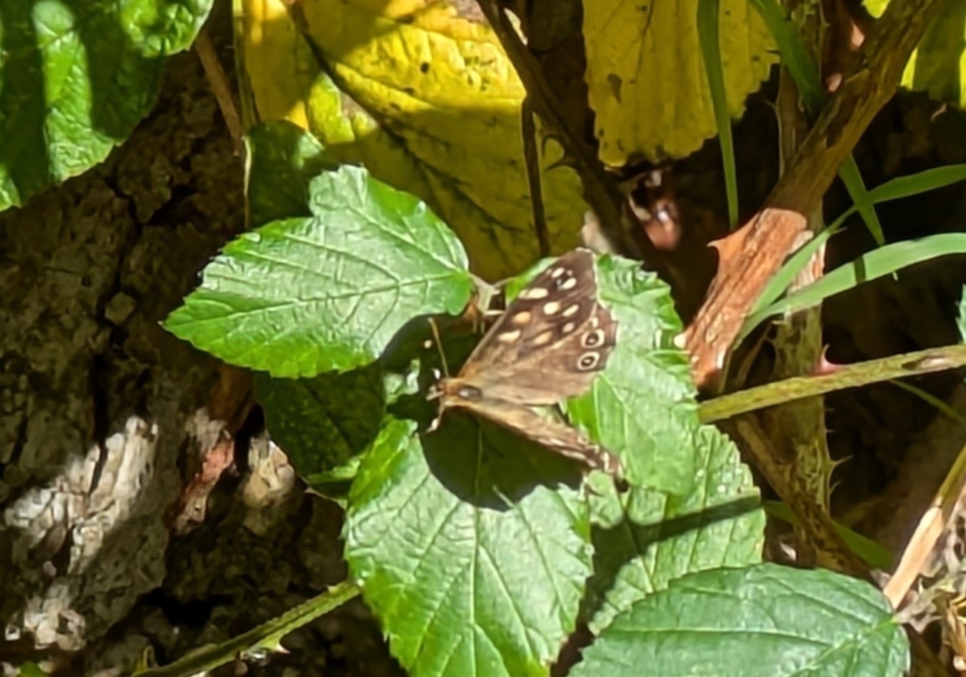 A butterfly with brown and yellow patterned wings (speckled wood) rests on a green leaf amidst various foliage.
