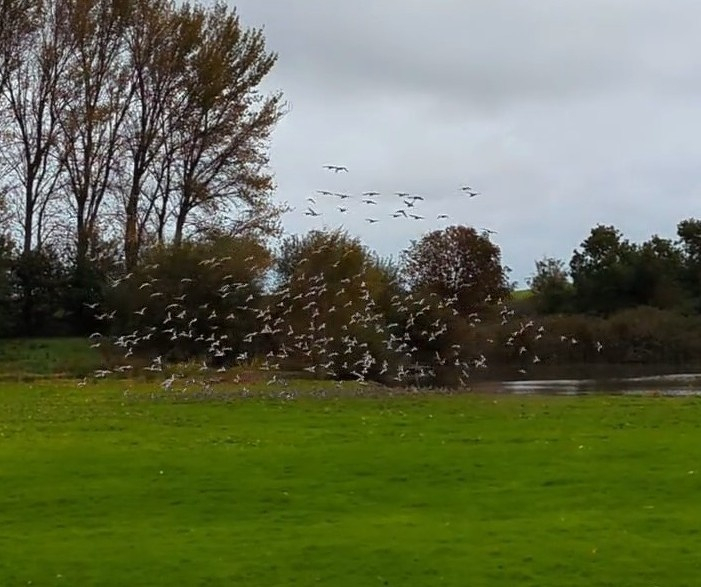 A flock of birds is flying over a grassy field near a body of water with trees in the background.