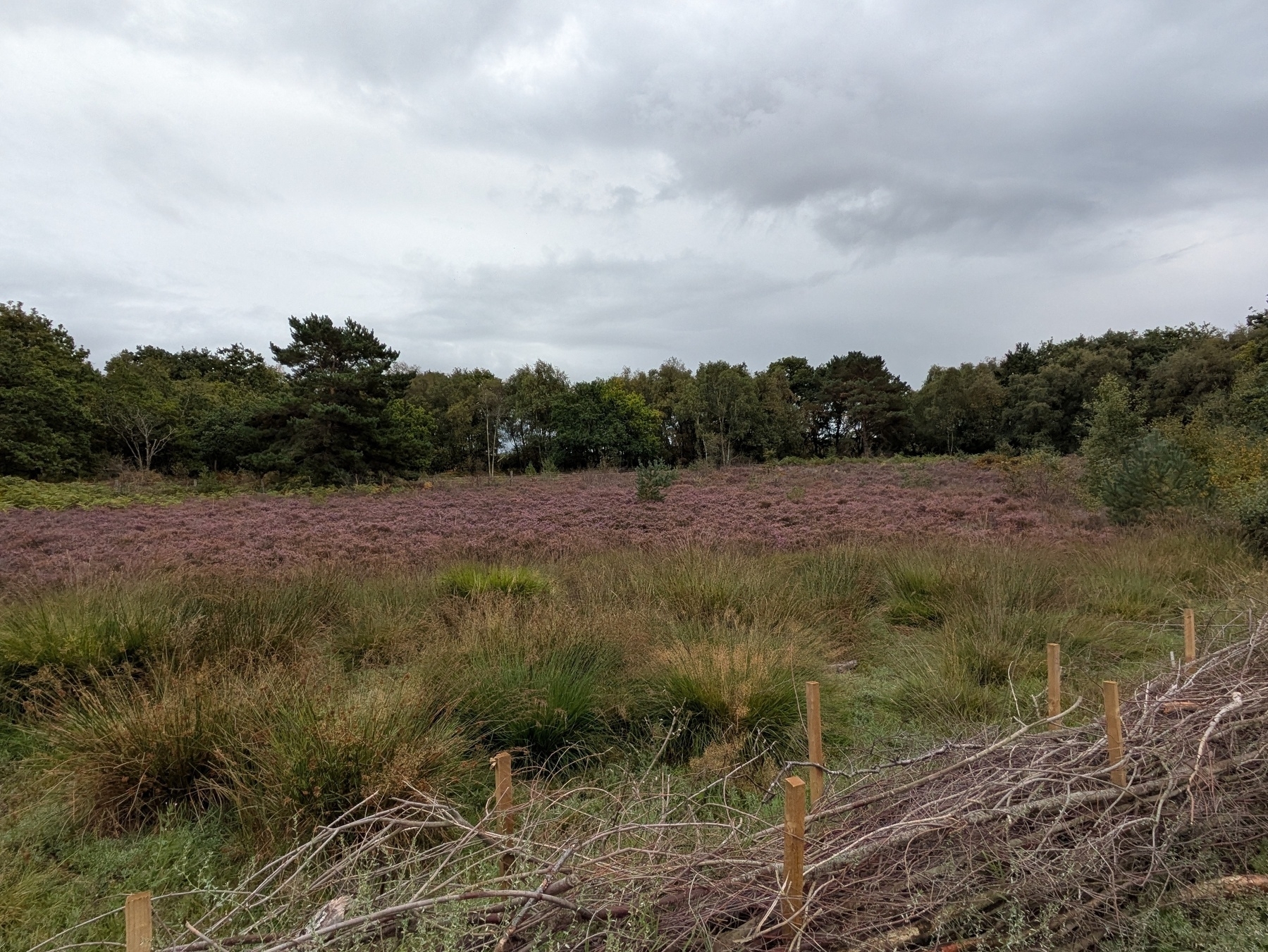 A grassy field with purple heather and wooden fencing is surrounded by trees under a cloudy sky.