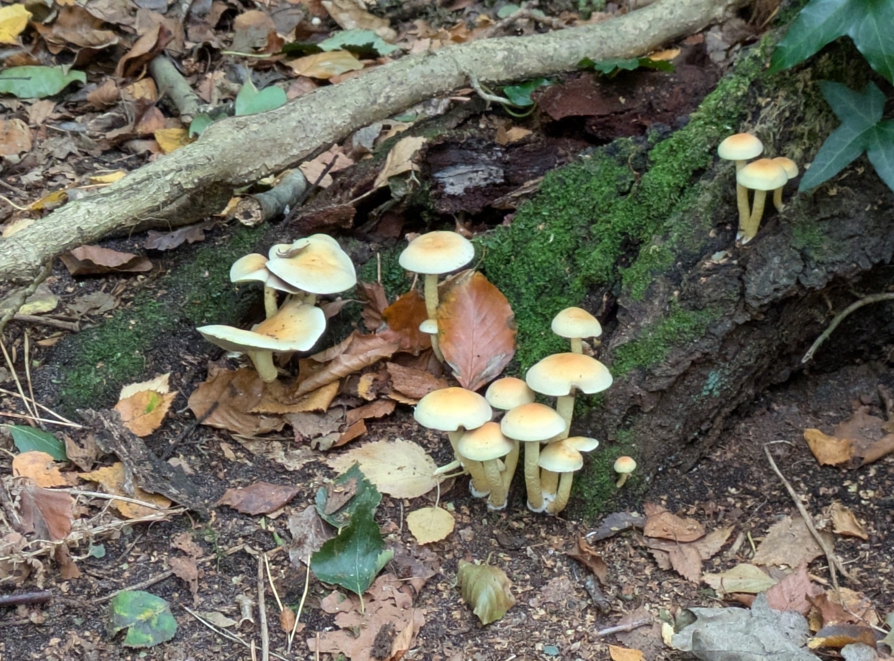 A cluster of mushrooms grows on a moss-covered log surrounded by fallen leaves in a forest setting.