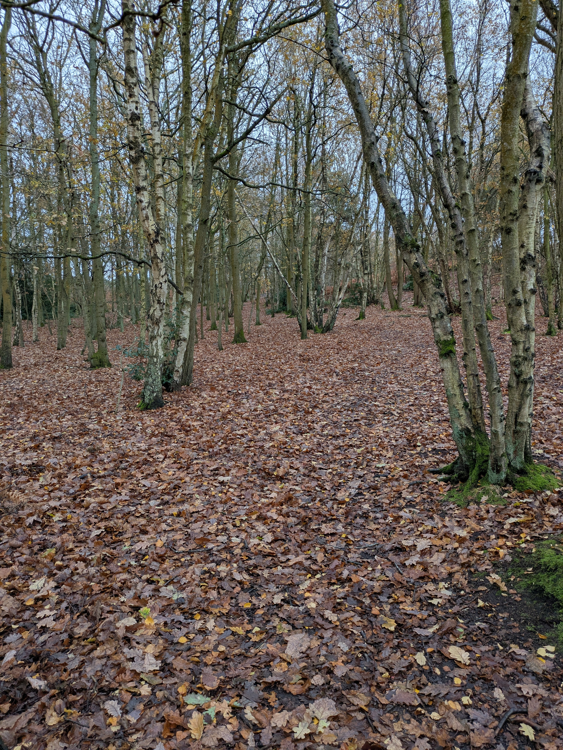 A forest clearing is covered in a thick layer of fallen autumn leaves, surrounded by leafless trees.