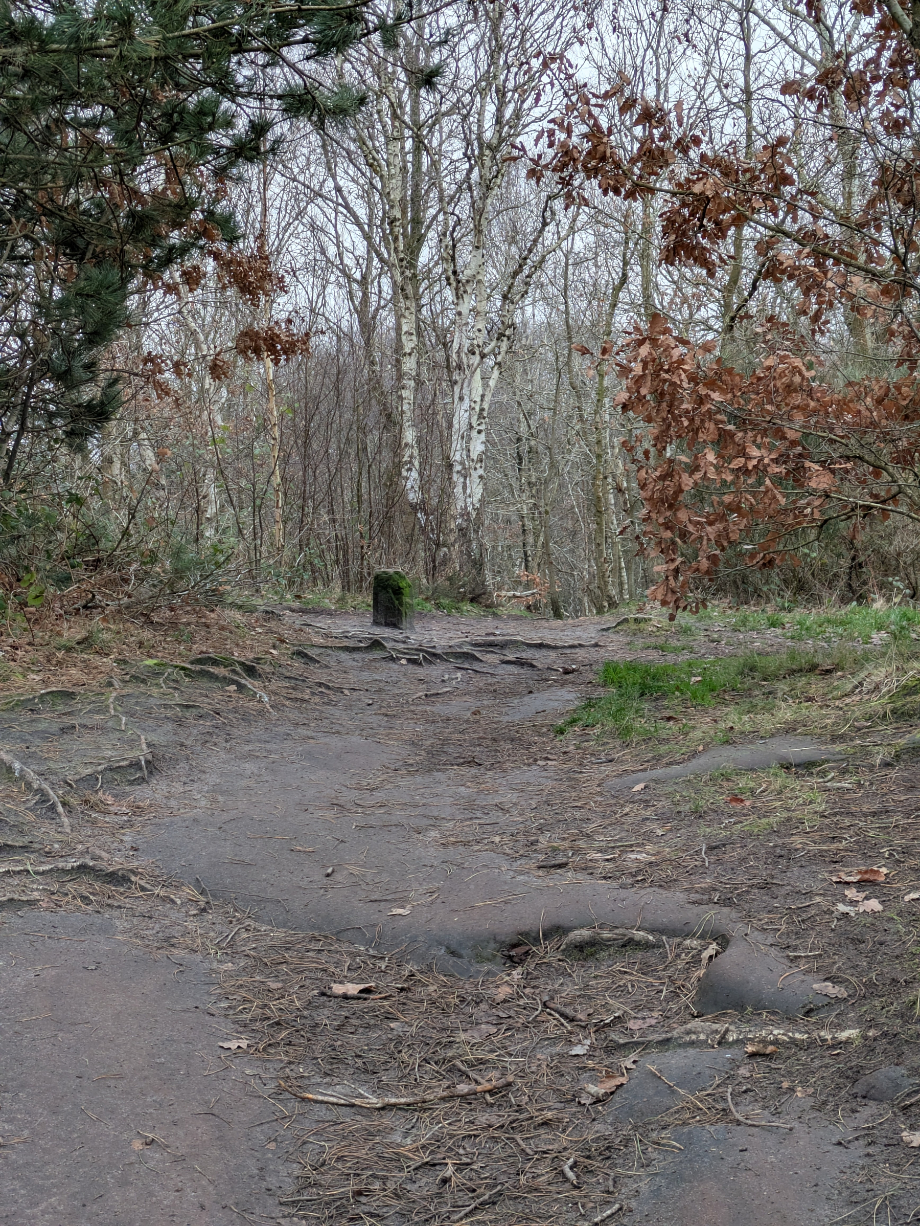 A dirt path winds through a forested area with bare trees and scattered patches of grass.