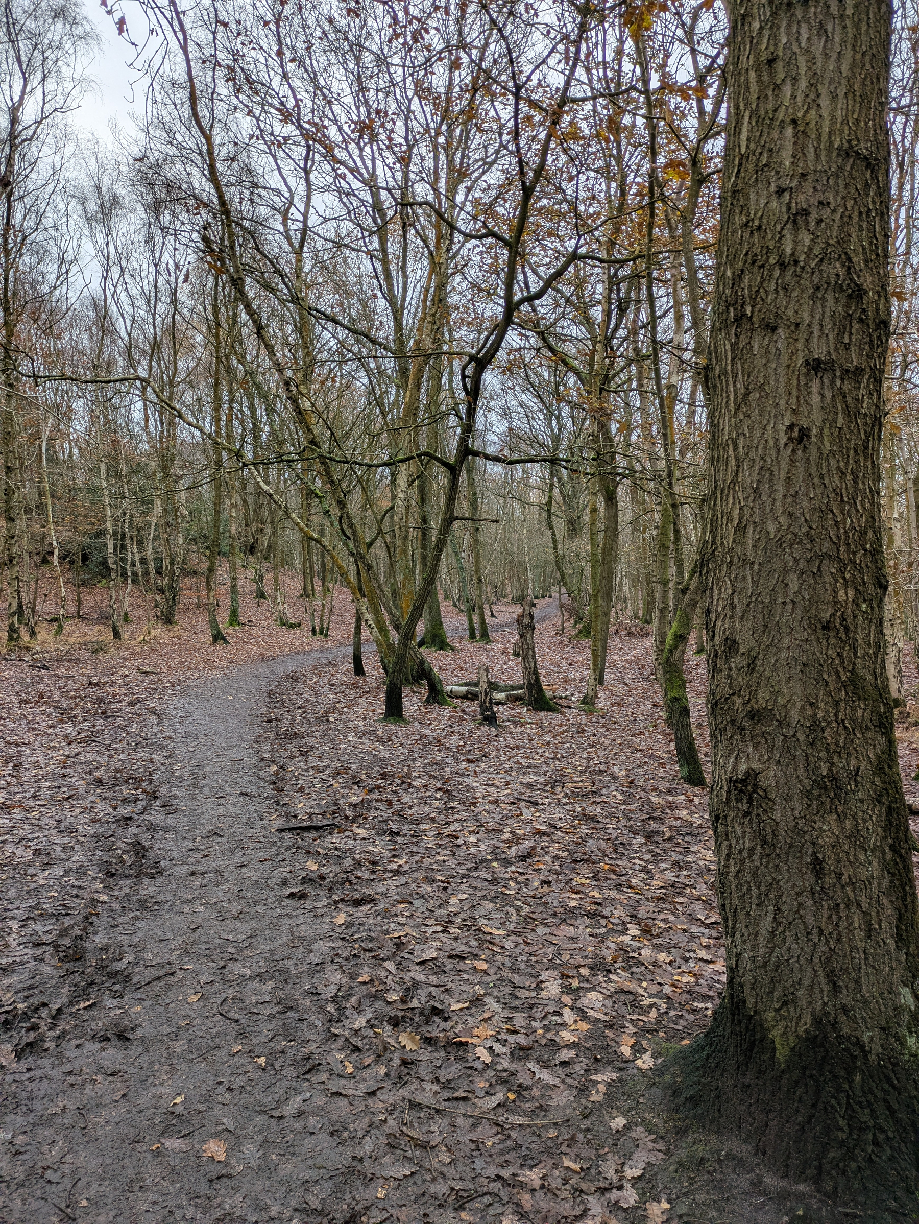 A narrow, dirt path winds through a forest with bare trees and dead leaves scattered on the ground.