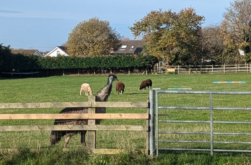 An emu stands near a fence in a grassy field with several grazing sheep in the background.