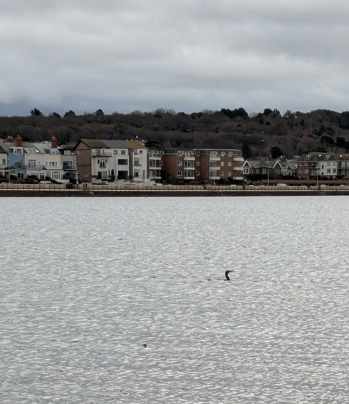 A body of water with a cormorant swimming in it is in the foreground, while a row of houses and a wooded area are in the background under a cloudy sky.