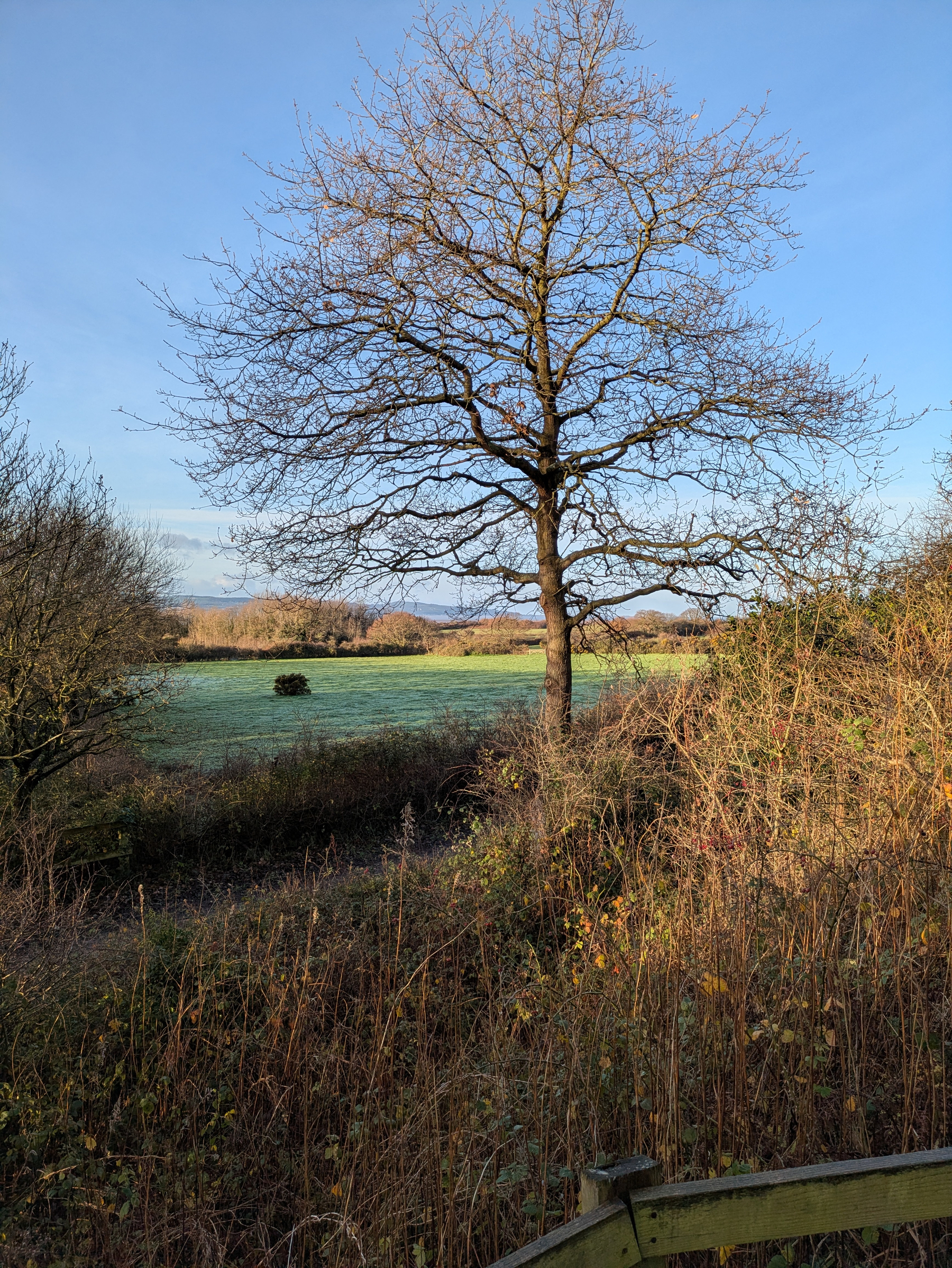 A solitary tree stands in a grassy field surrounded by dry, wintery plants under a clear blue sky.