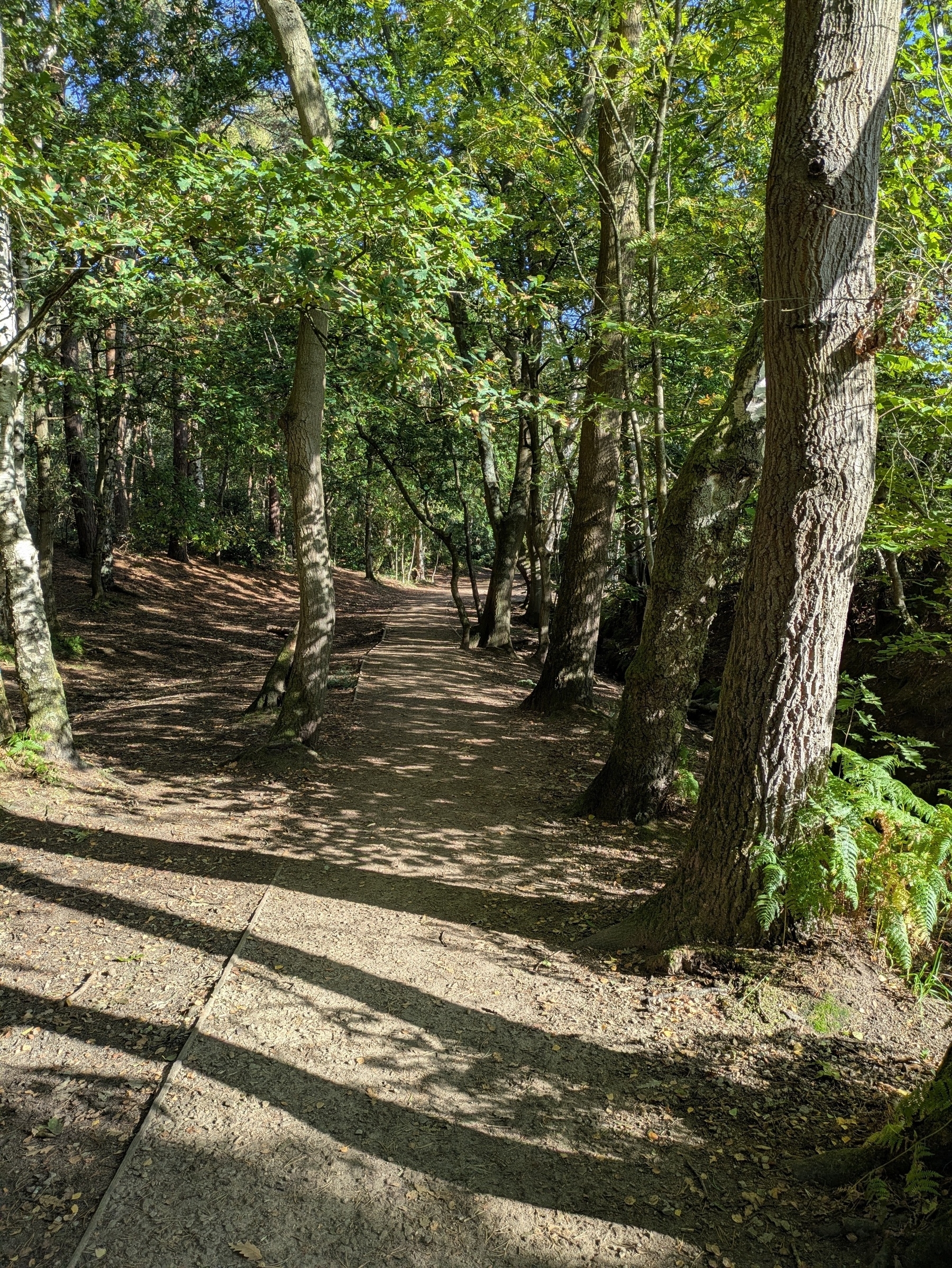 A sunlit forest path, surrounded by tall trees and scattered ferns, winds through a leafy woodland area.