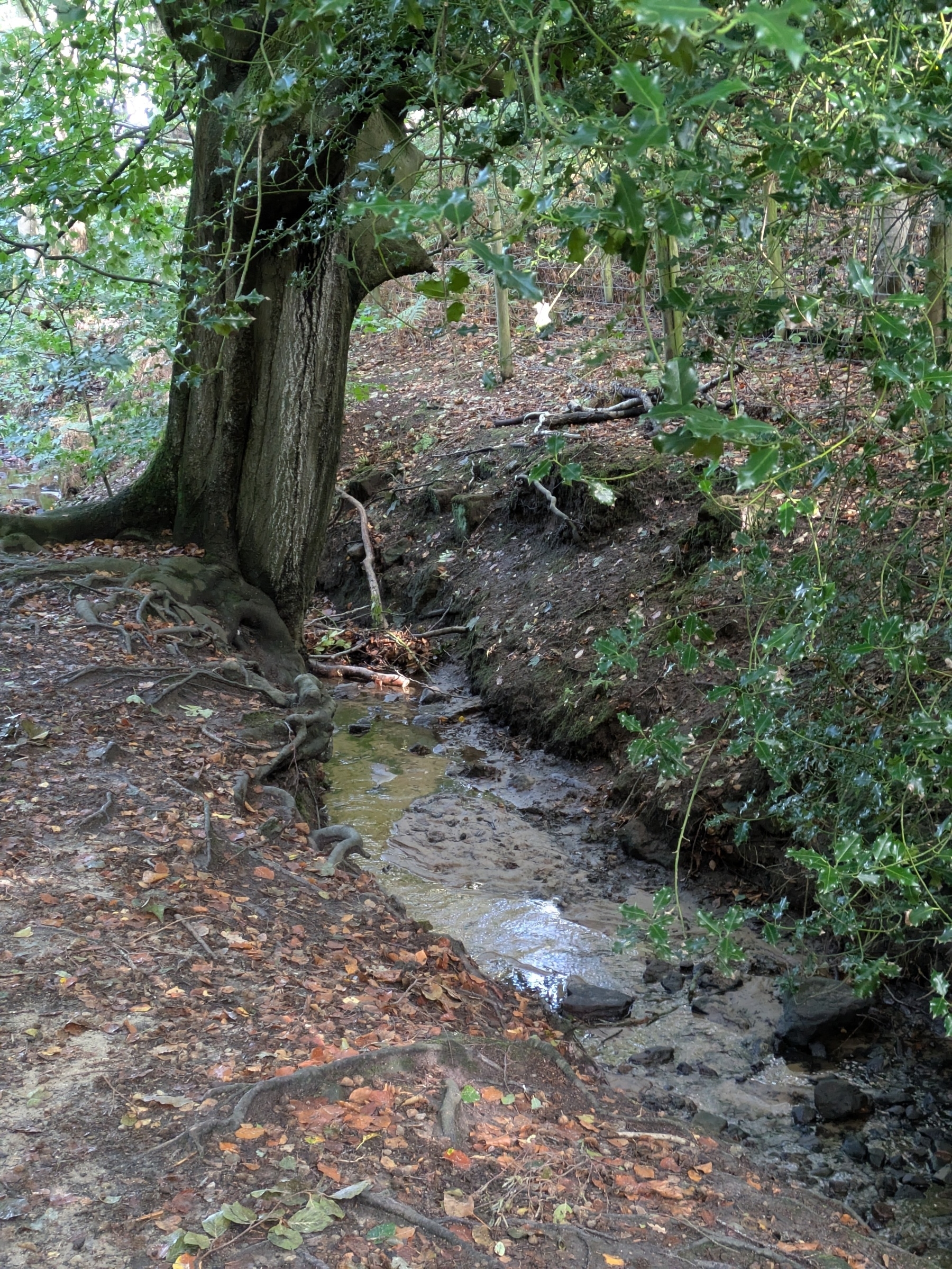 Ditch with water flowing slowly between two banks covered with leaves and a tree trunk visible at the top. 