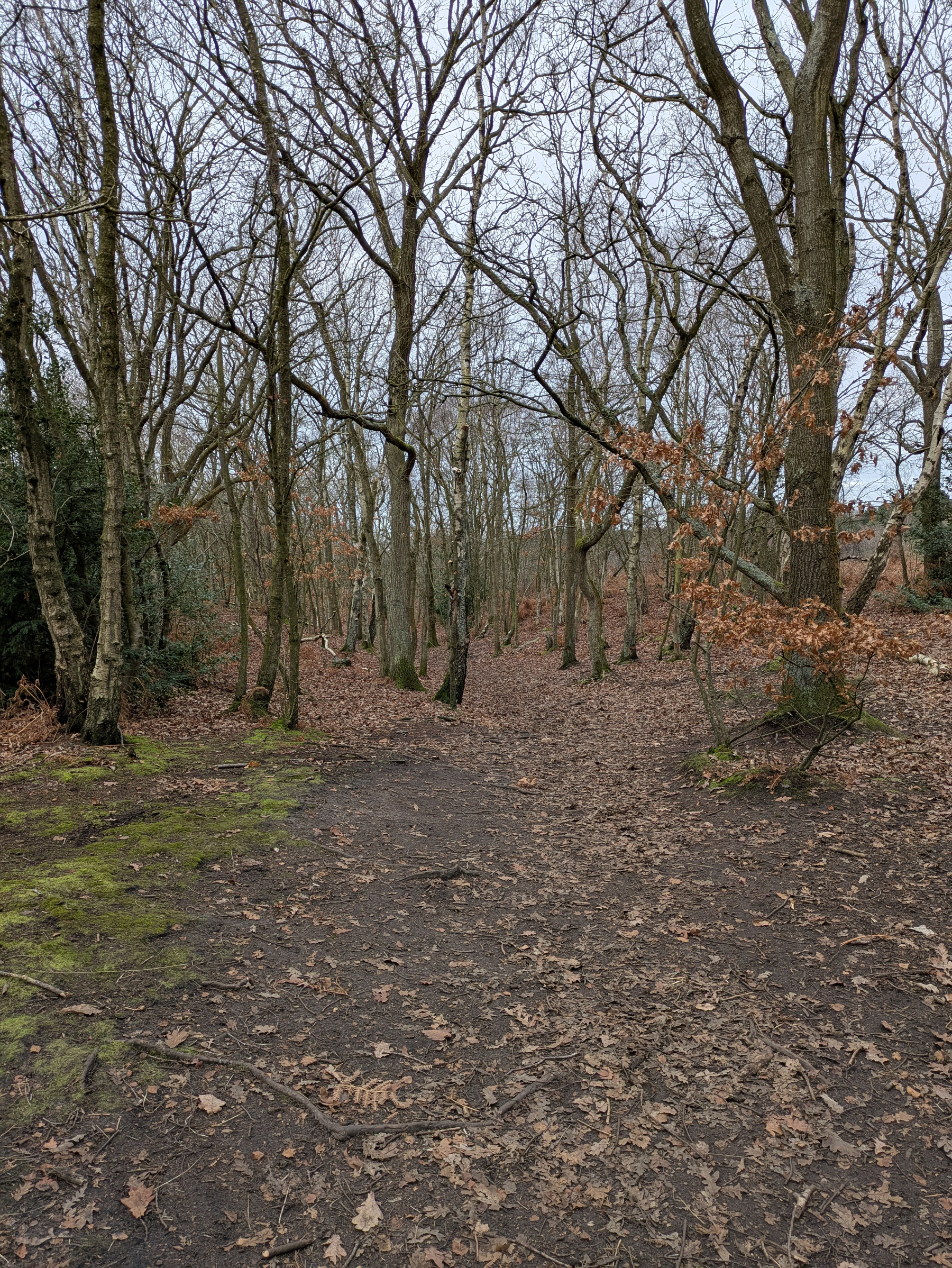 A leaf-strewn path winds through a bare, wintery forest with scattered patches of green moss on the ground.