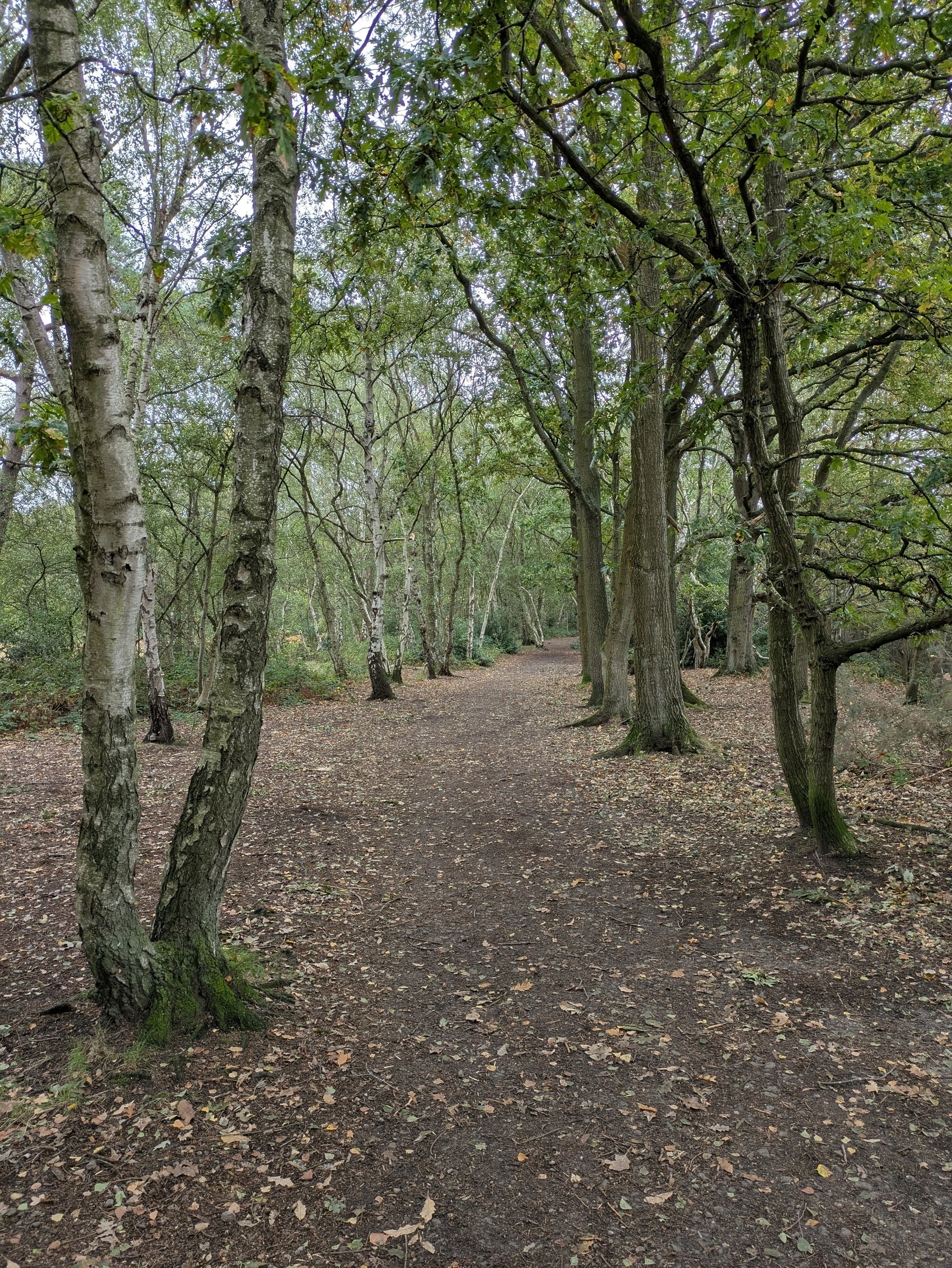 A serene woodland path is lined with tall trees and scattered leaves on the ground.