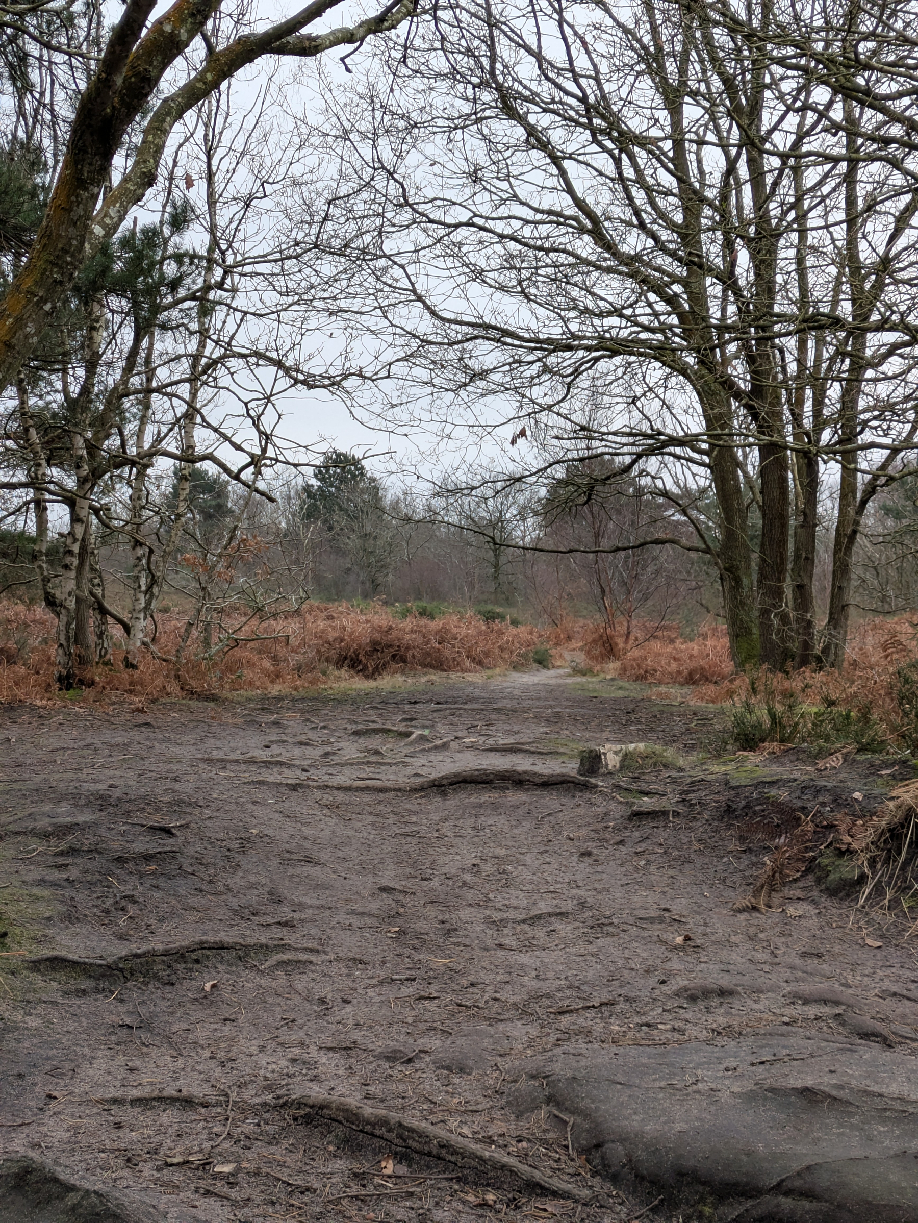 A tranquil woodland path is surrounded by bare trees and undergrowth, leading into a dense forest area.